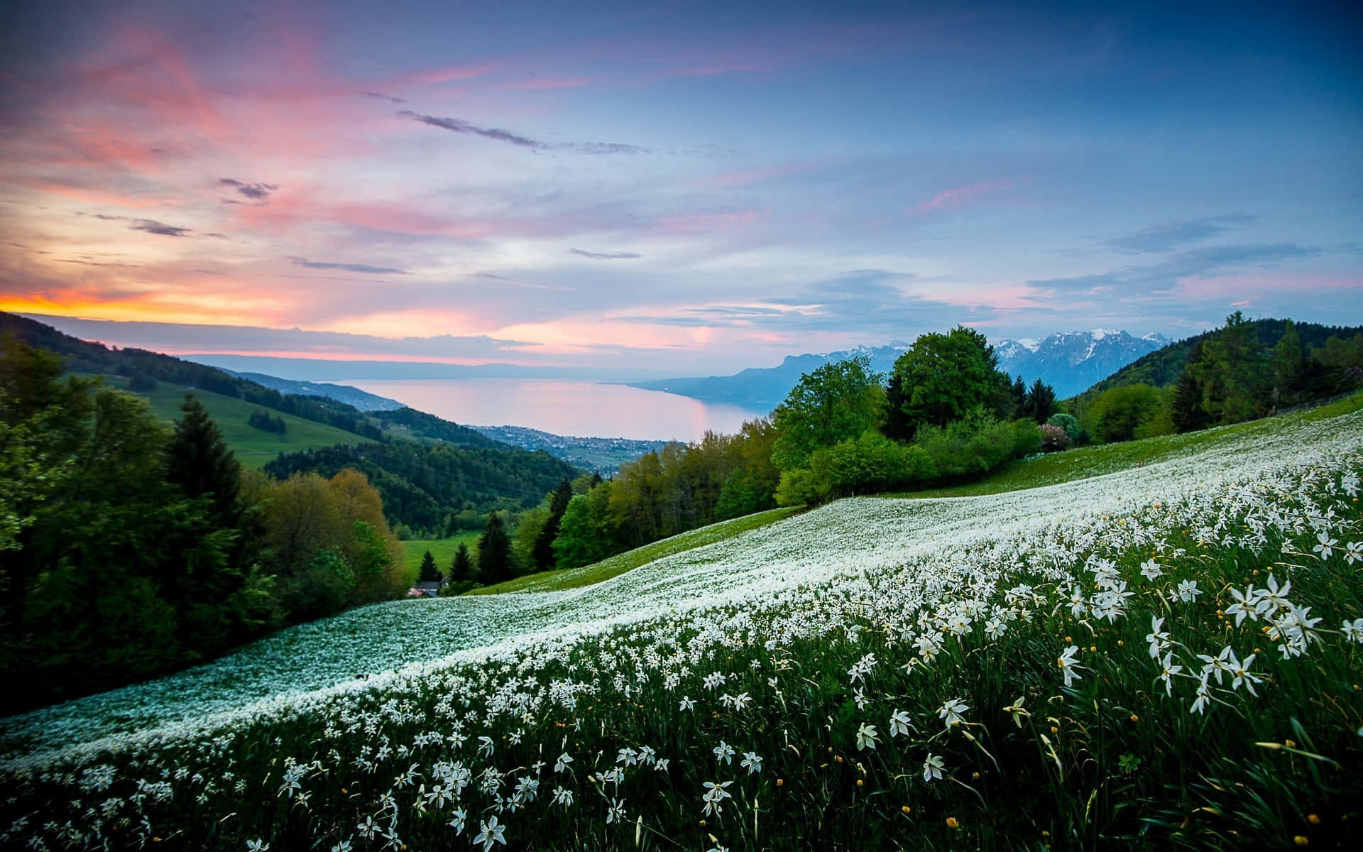 Mountain Side Flowers And Shrubs Background