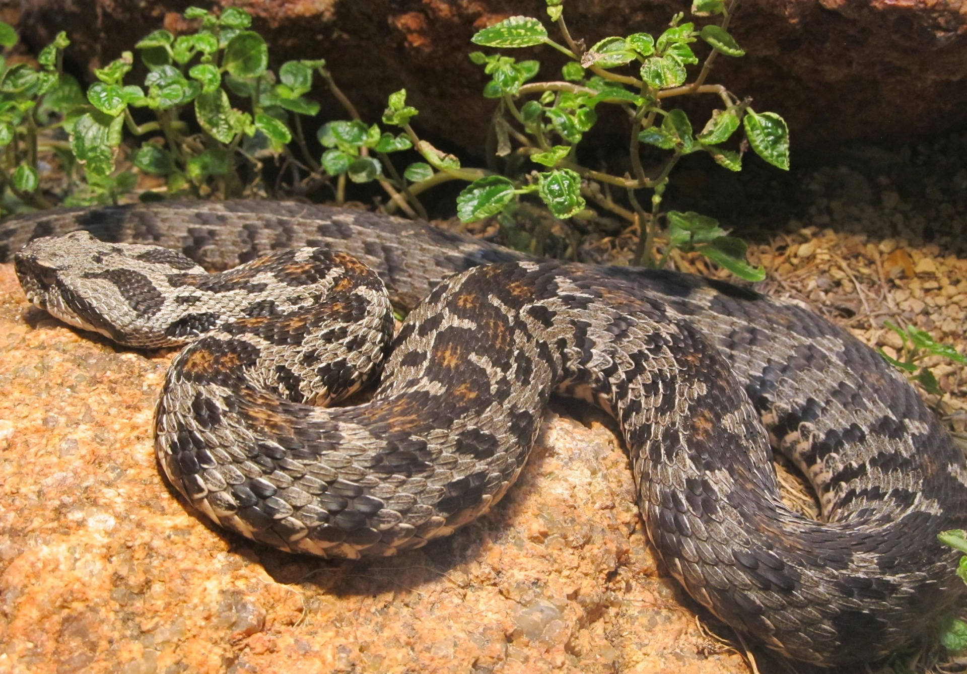 Mountain Viper Rocky Stone Plants Background