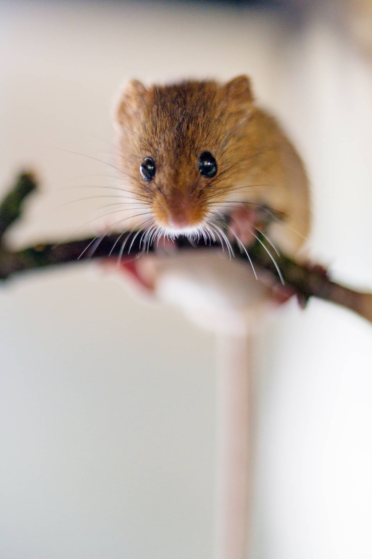 Mouse Balancing On A Stick Background