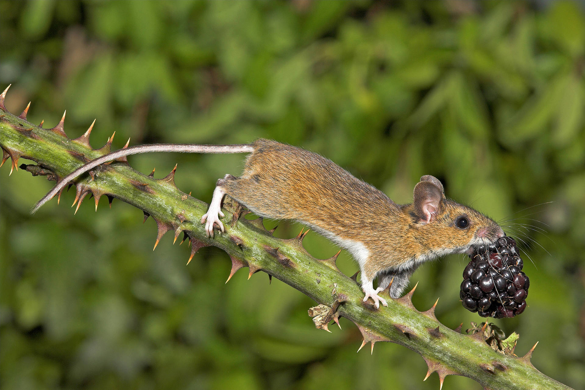 Mouse Carrying A Blackberry