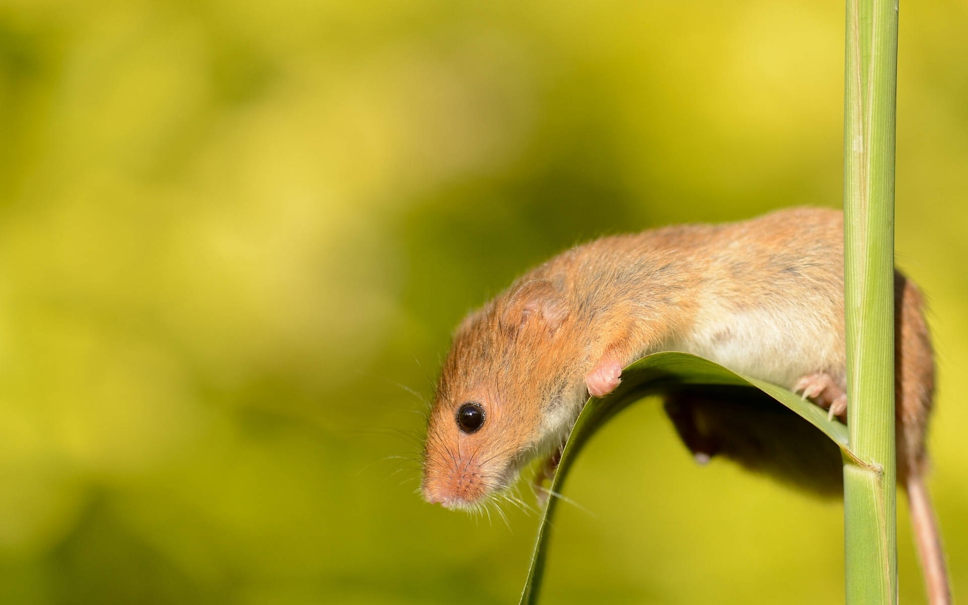 Mouse Clinging On A Leaf Background