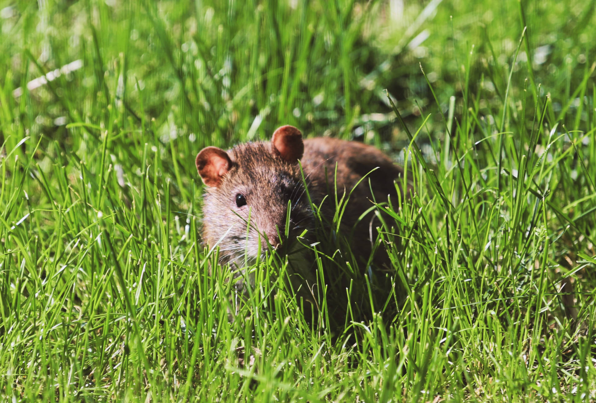 Mouse Crawling On Grass Background