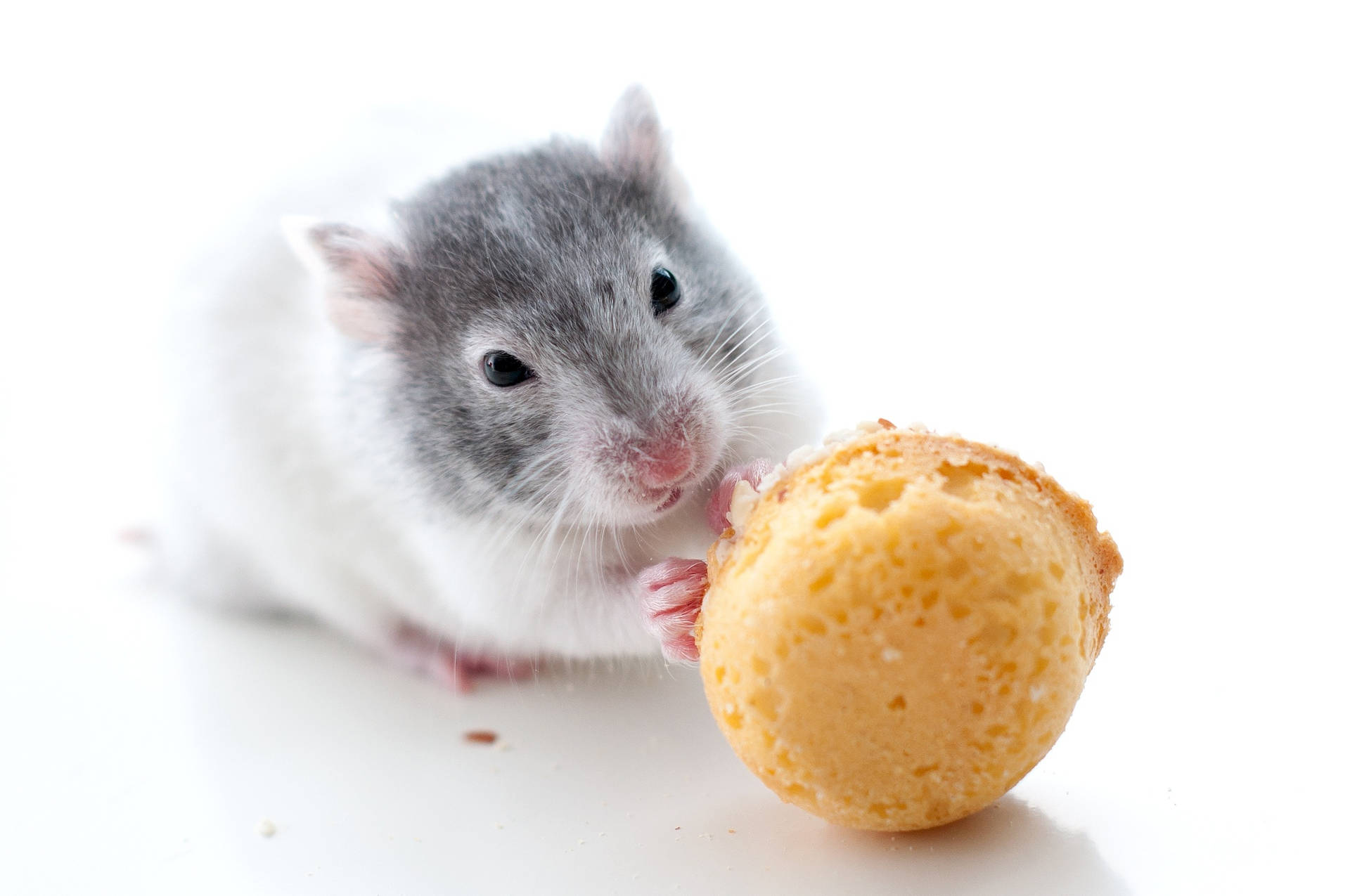 Mouse Eating Macaroon