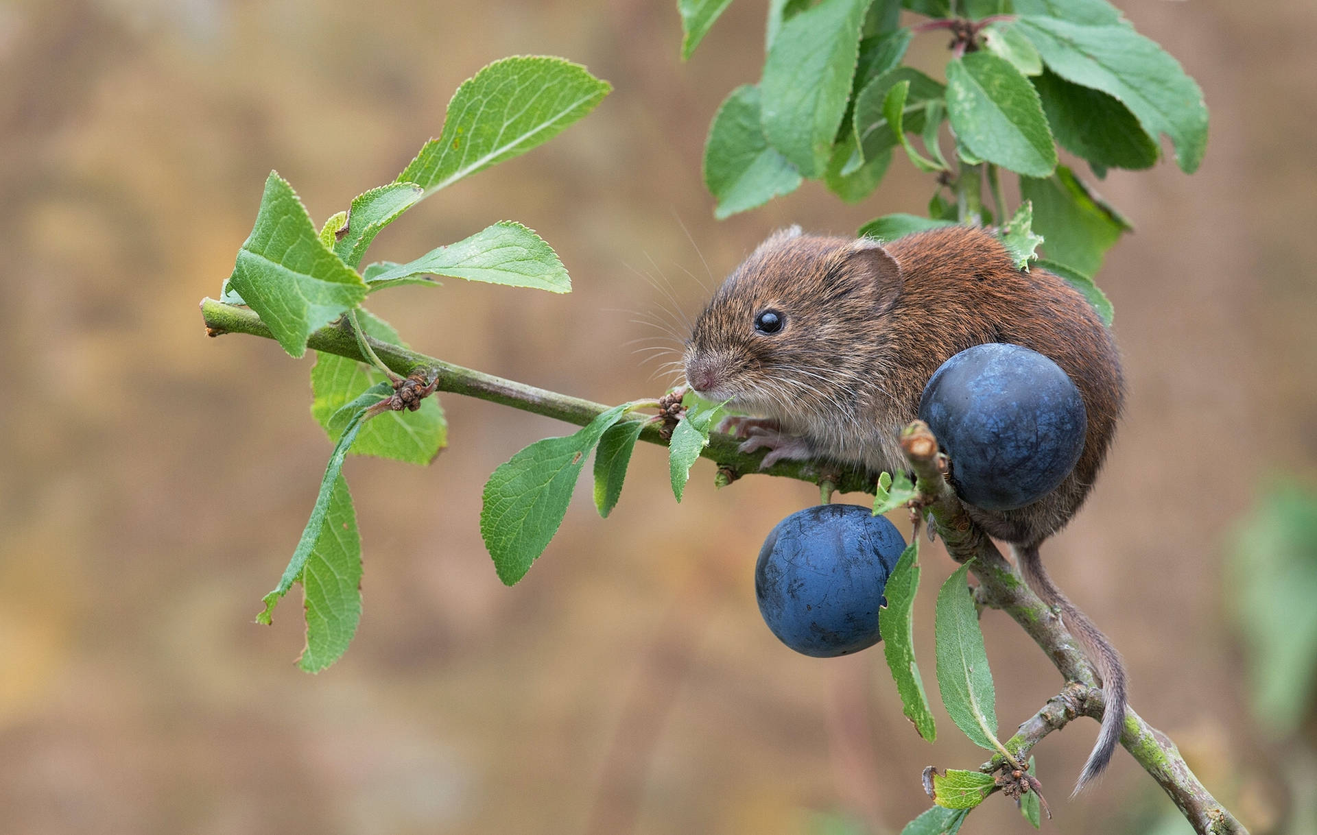 Mouse Feeding On Blueberry Background