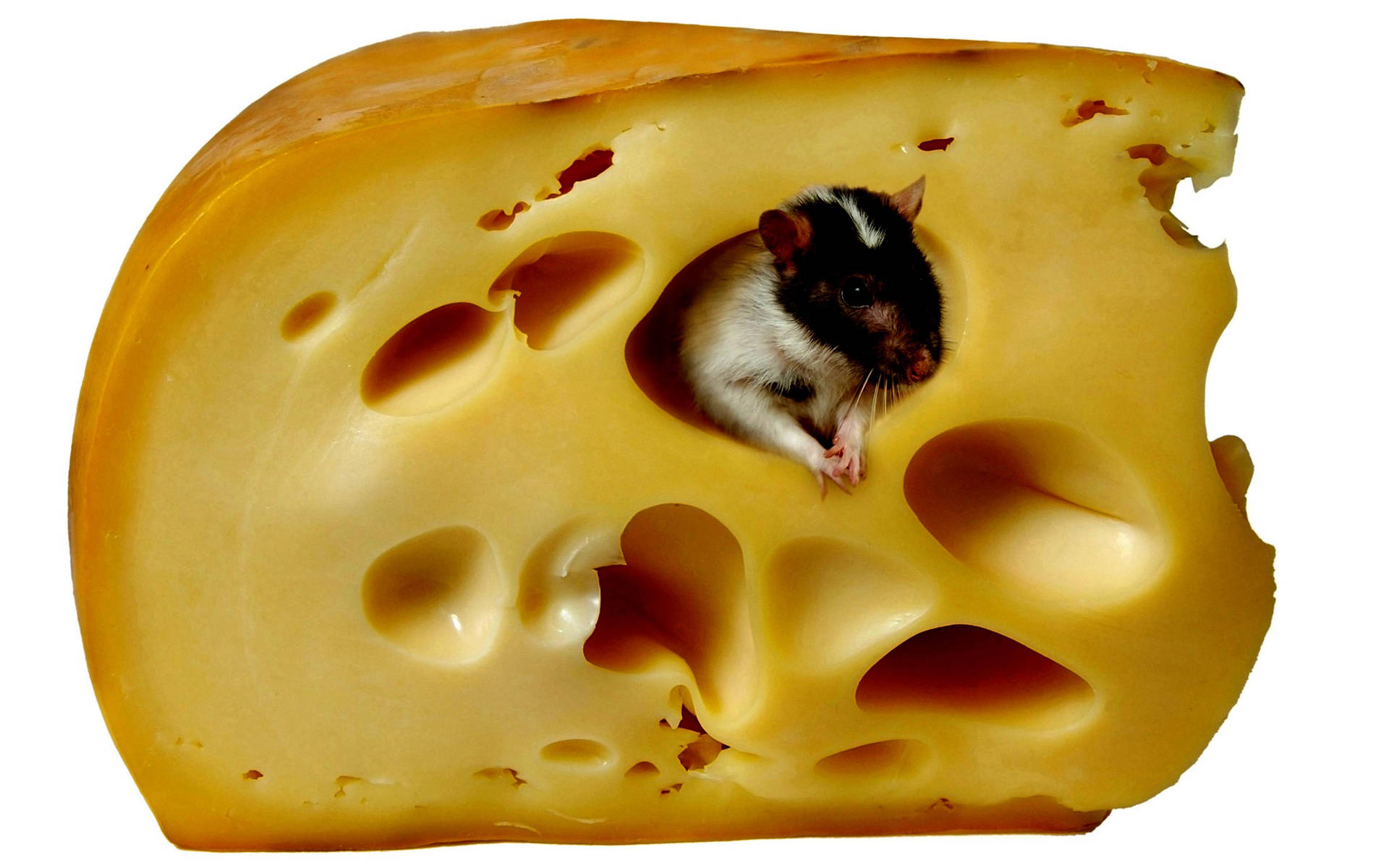 Mouse Feeding On Cheese Background