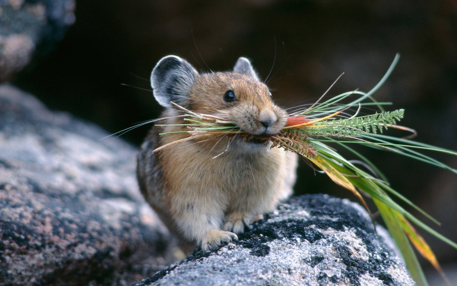 Mouse Feeding On Grass Background