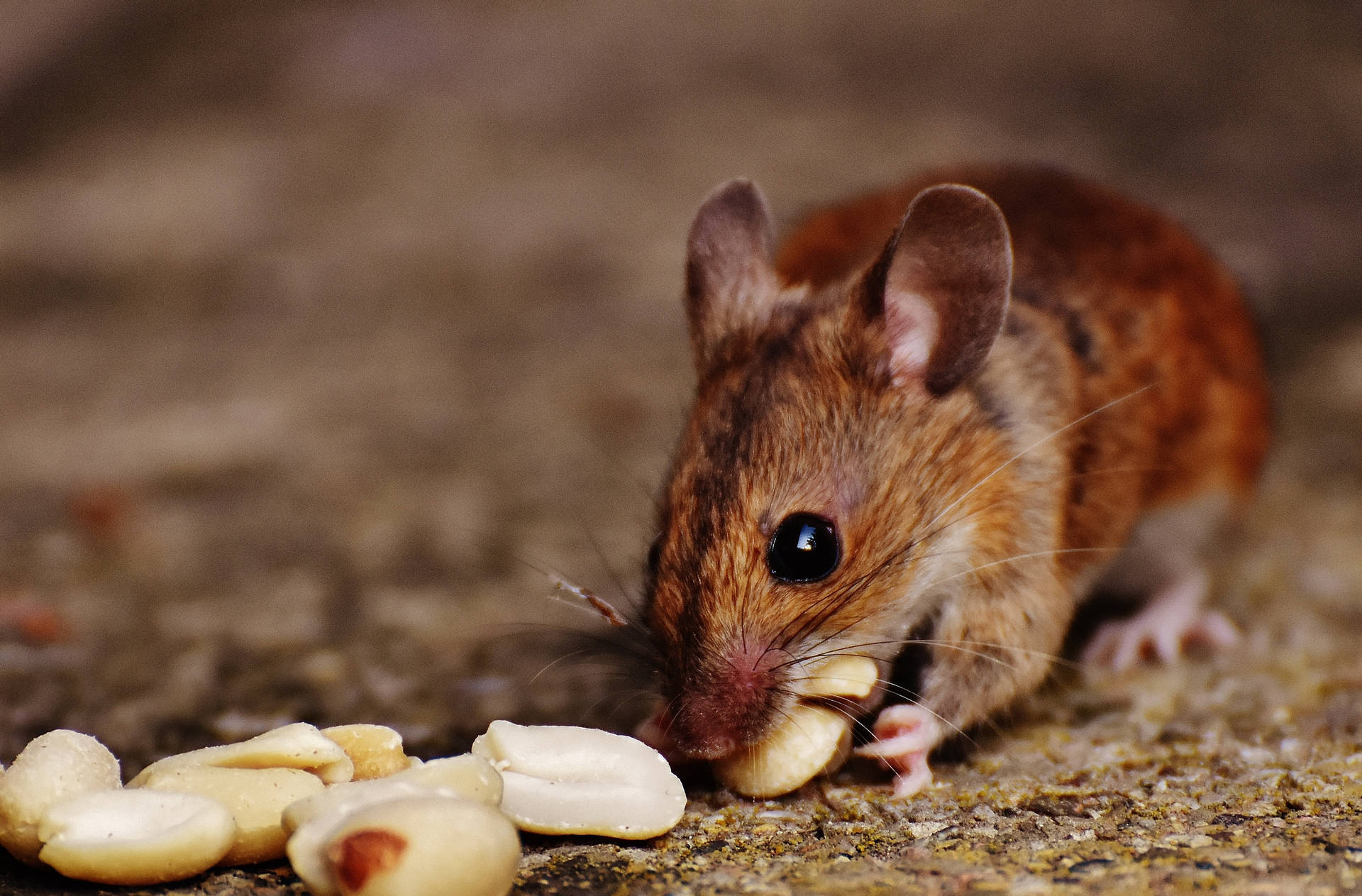 Mouse Feeding On Nuts