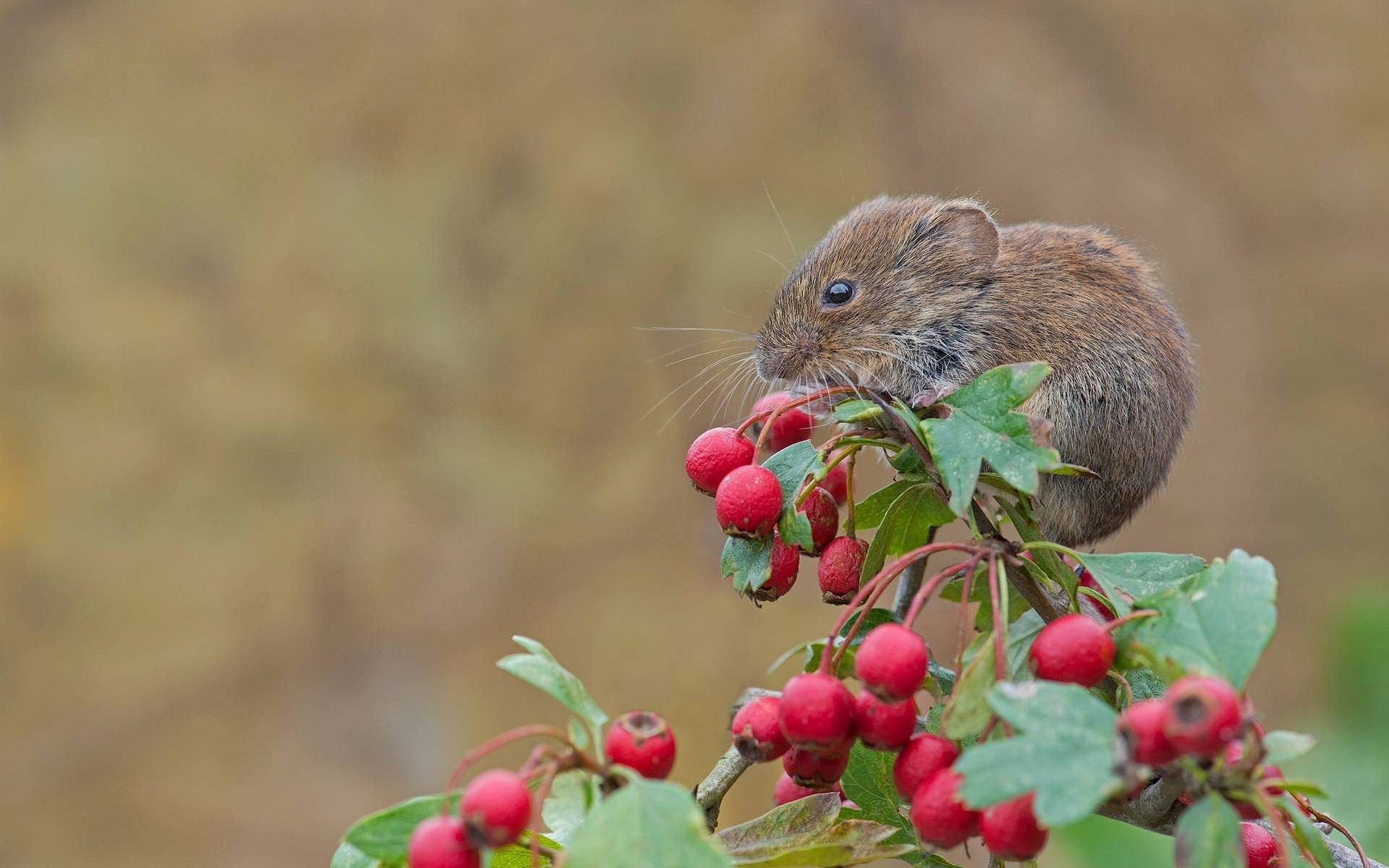Mouse Feeding On Red Berries