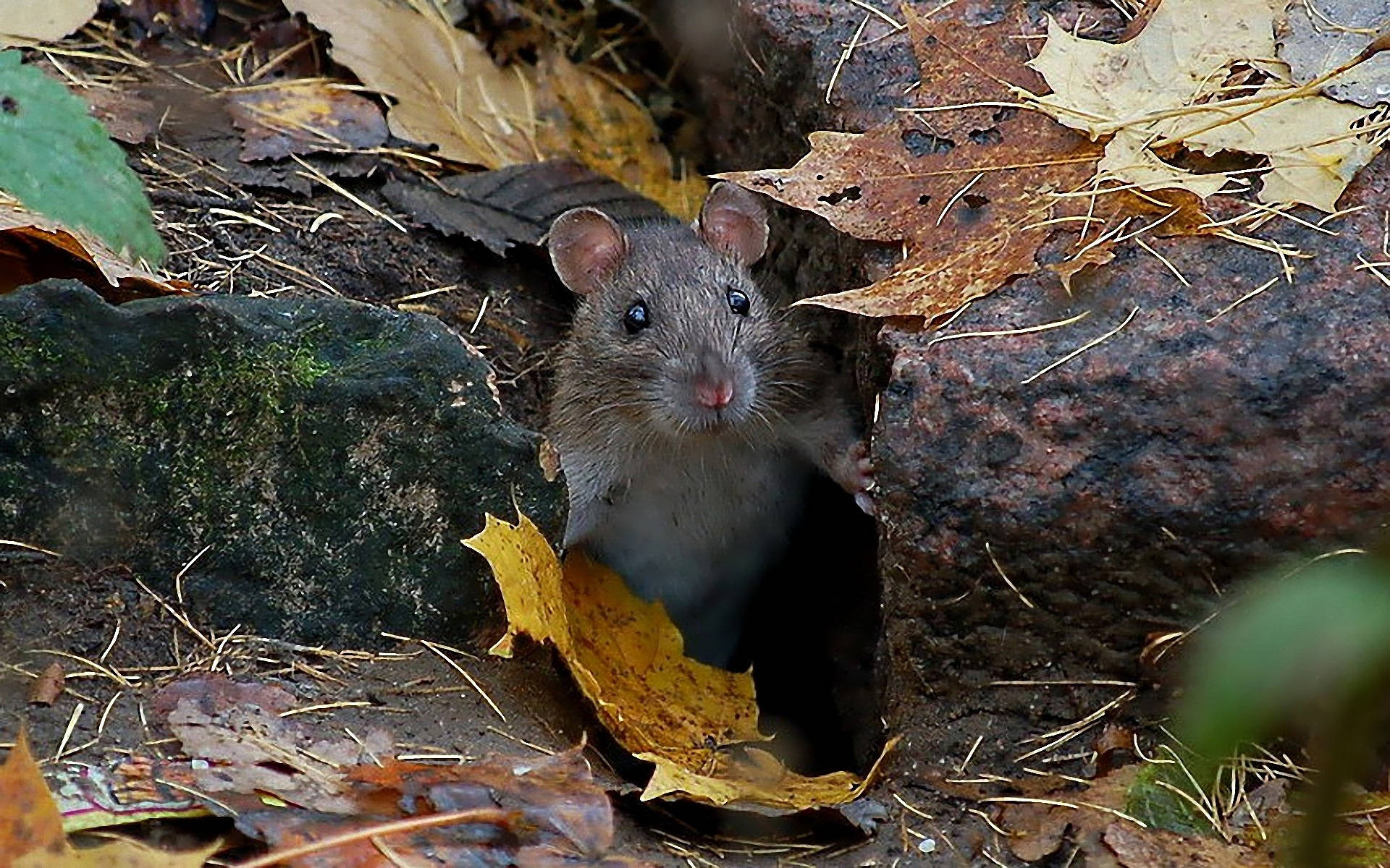 Mouse In Between Of Rocks