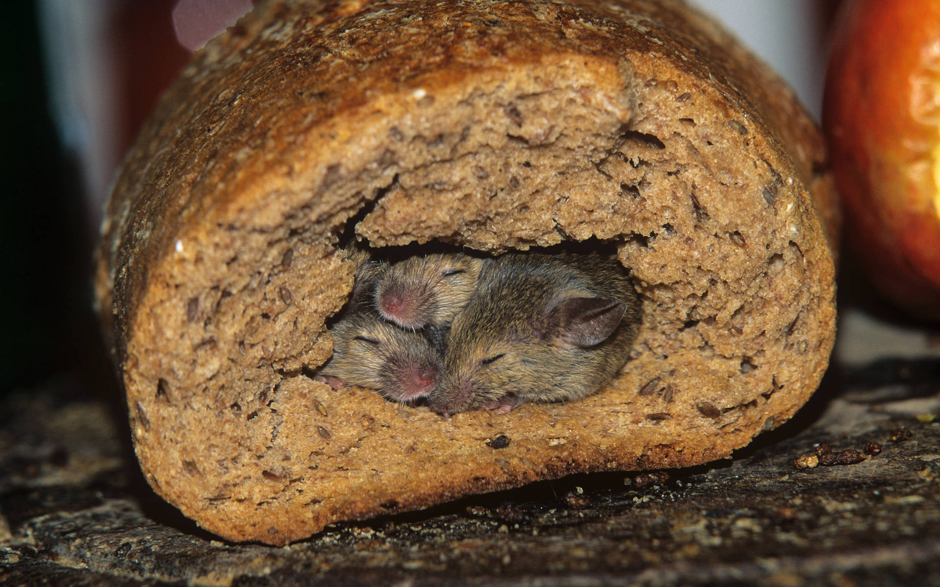 Mouse Inside A Bread Background