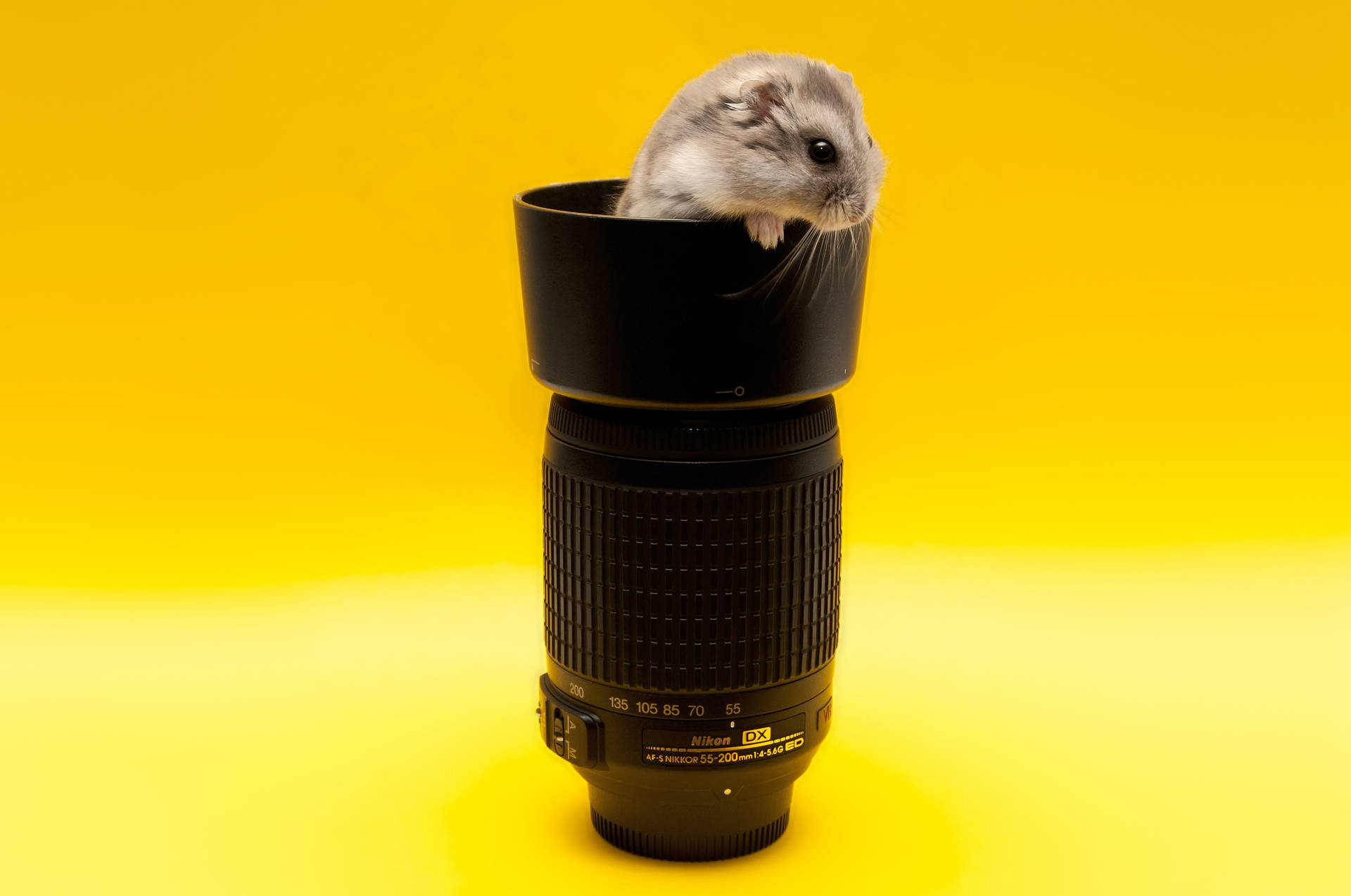 Mouse Inside A Camera Lens Background