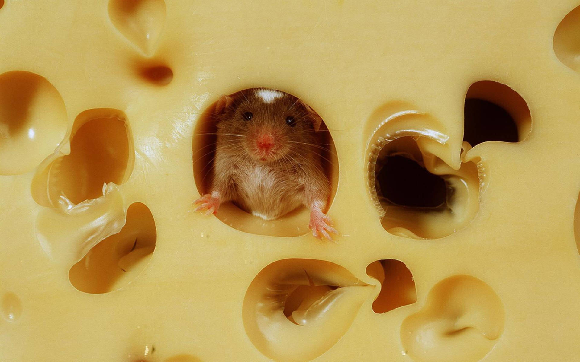 Mouse Inside A Cheese Background