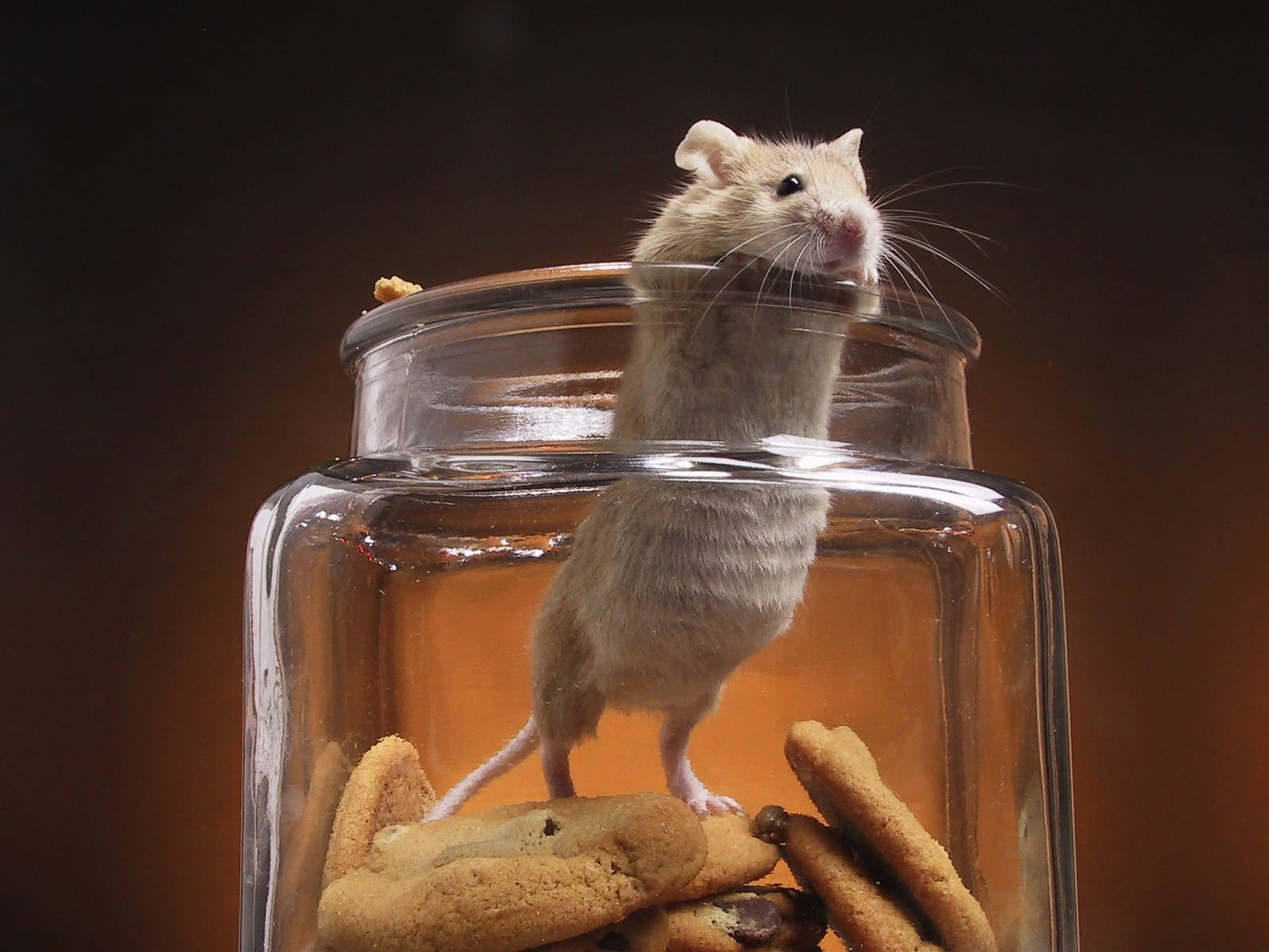 Mouse Inside A Cookie Jar Background