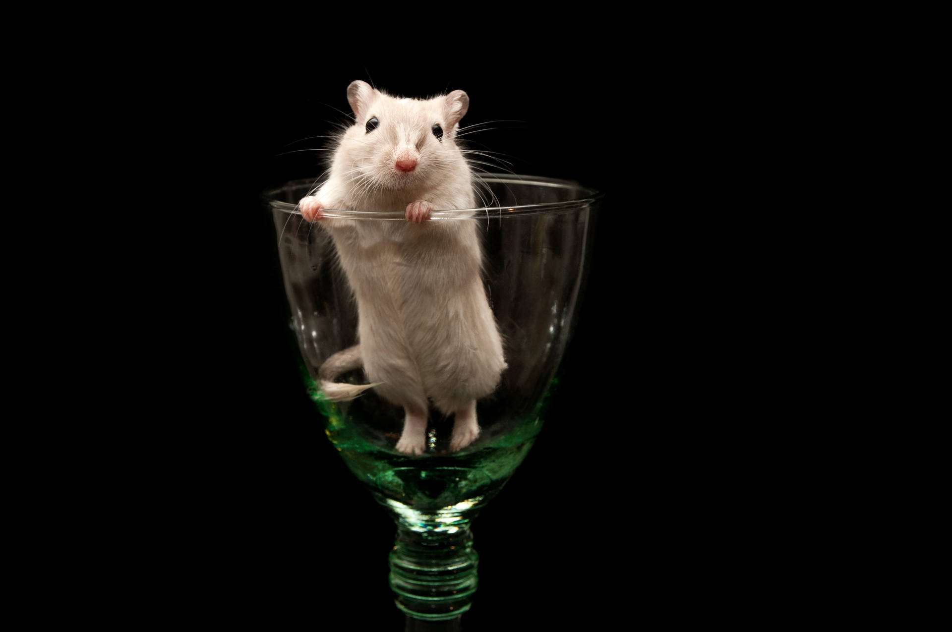 Mouse Inside A Glass Background