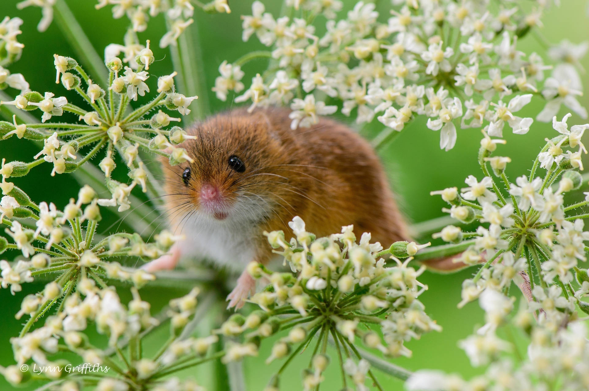 Mouse On A Flowery Plant Background