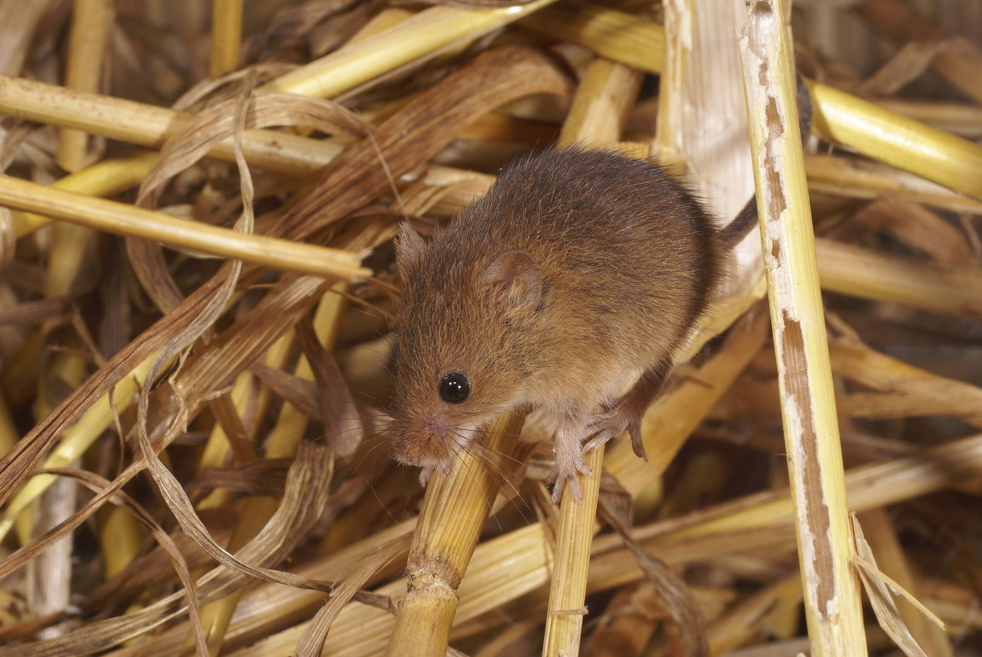 Mouse On A Haystack Background