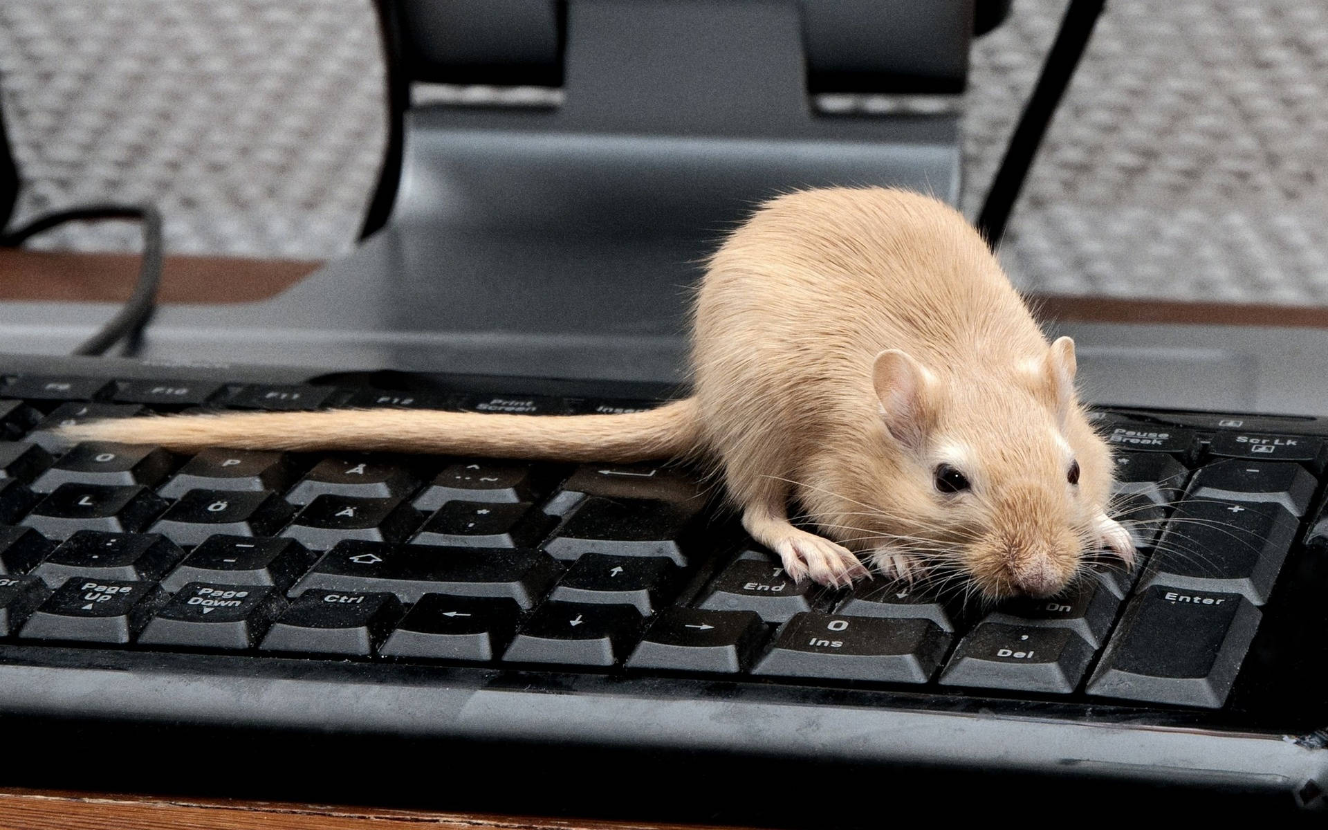 Mouse On A Keyboard Background