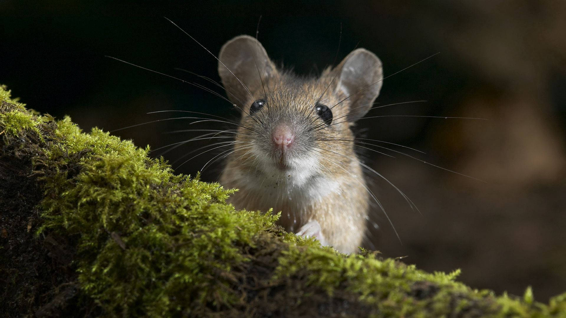 Mouse On A Mossy Tree Background
