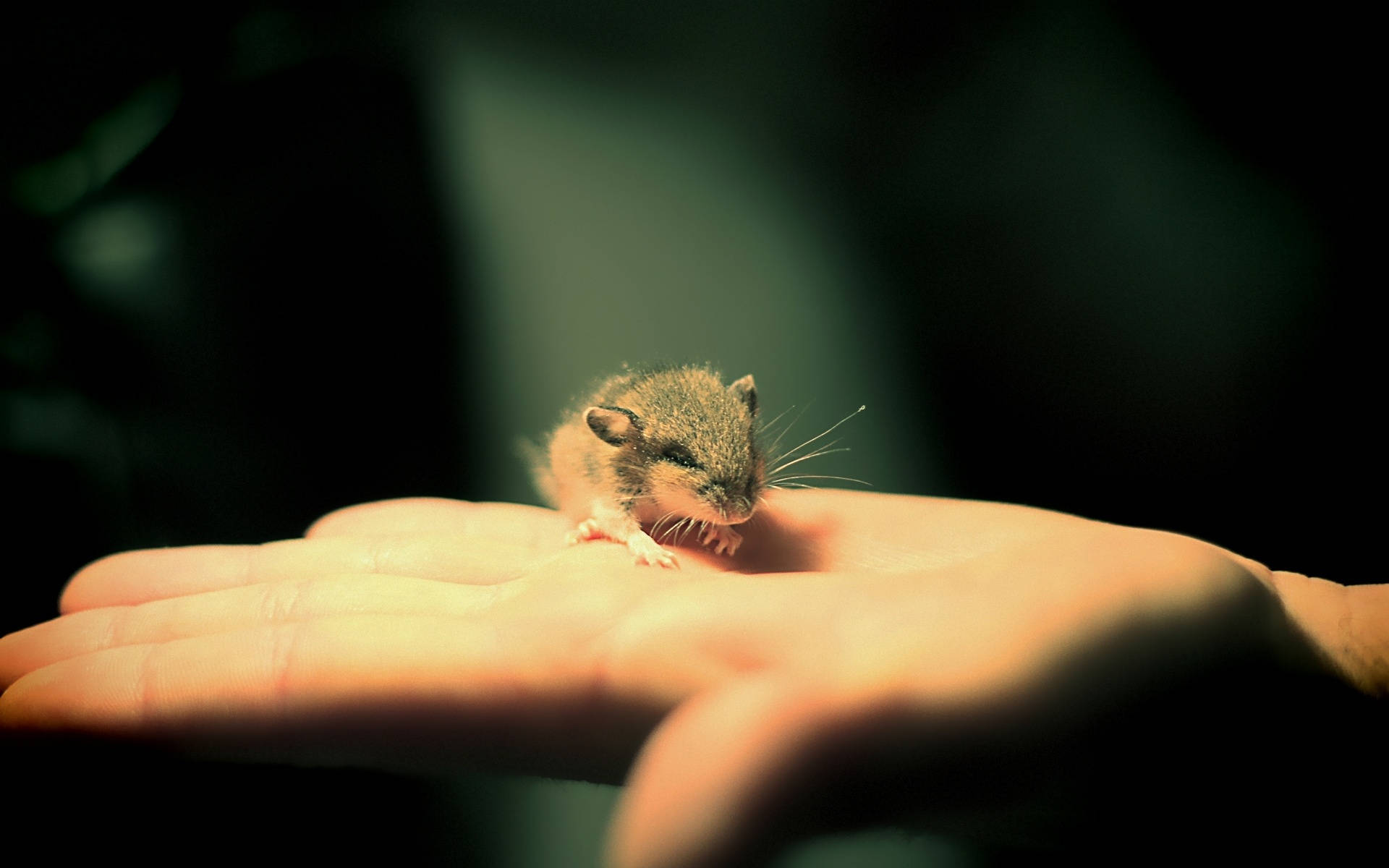 Mouse On A Palm Background