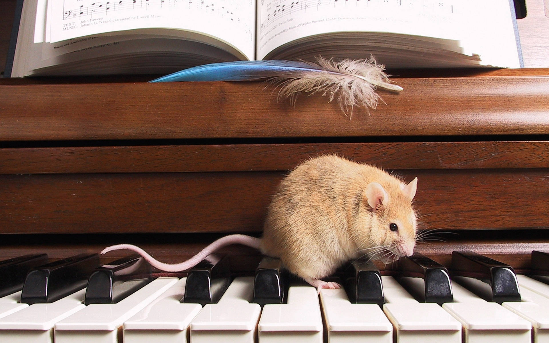 Mouse On A Piano