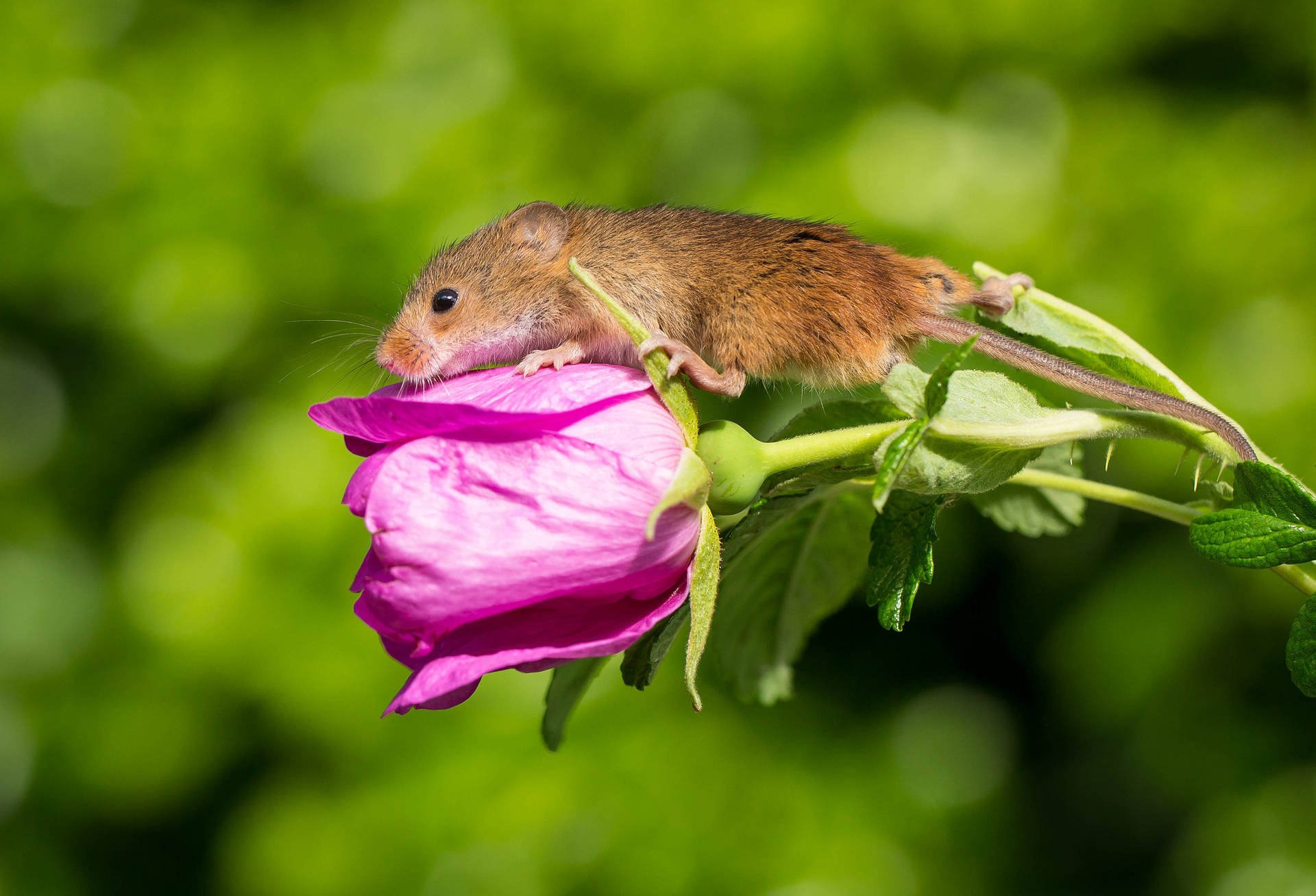 Mouse On A Pink Rose Background