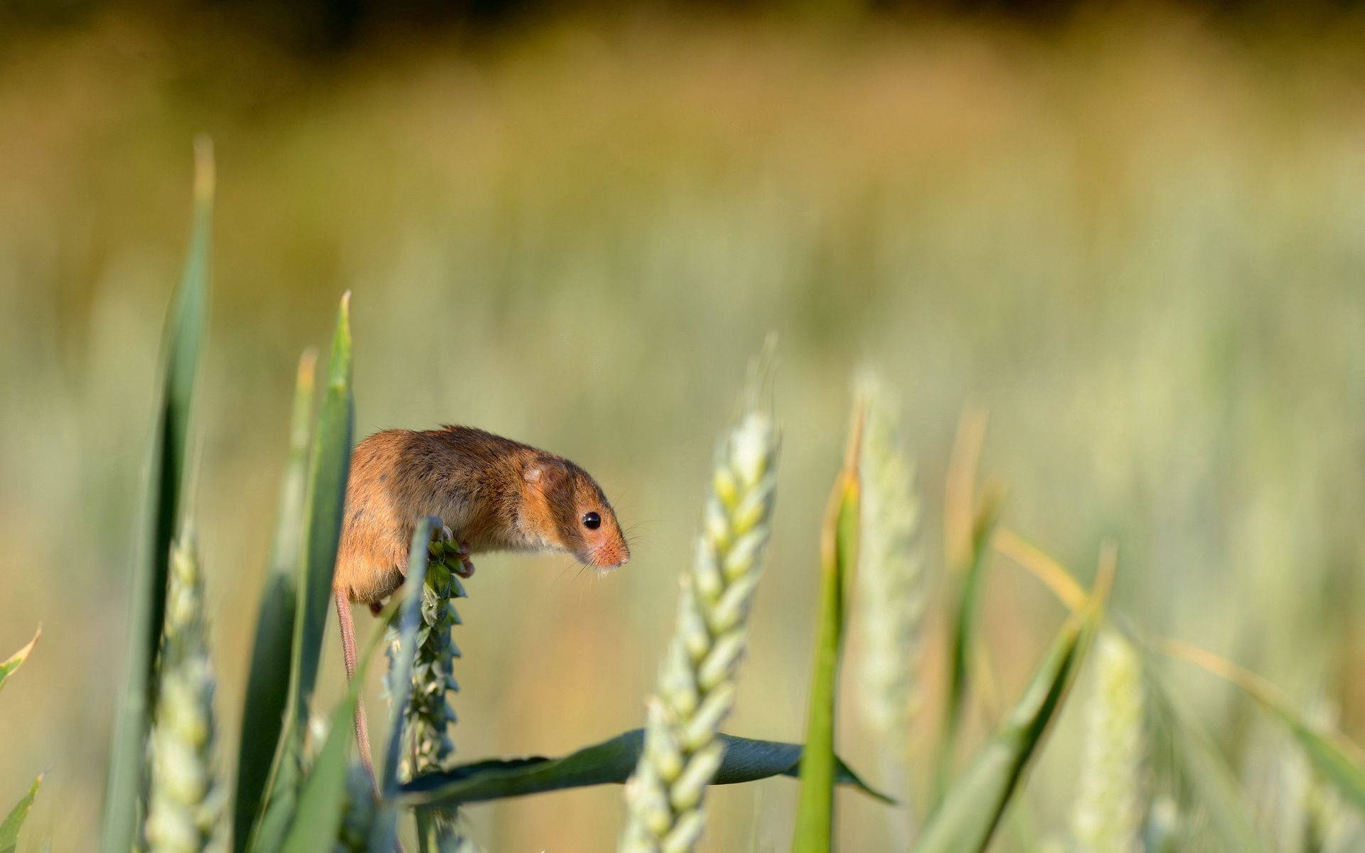 Mouse On Rice Field