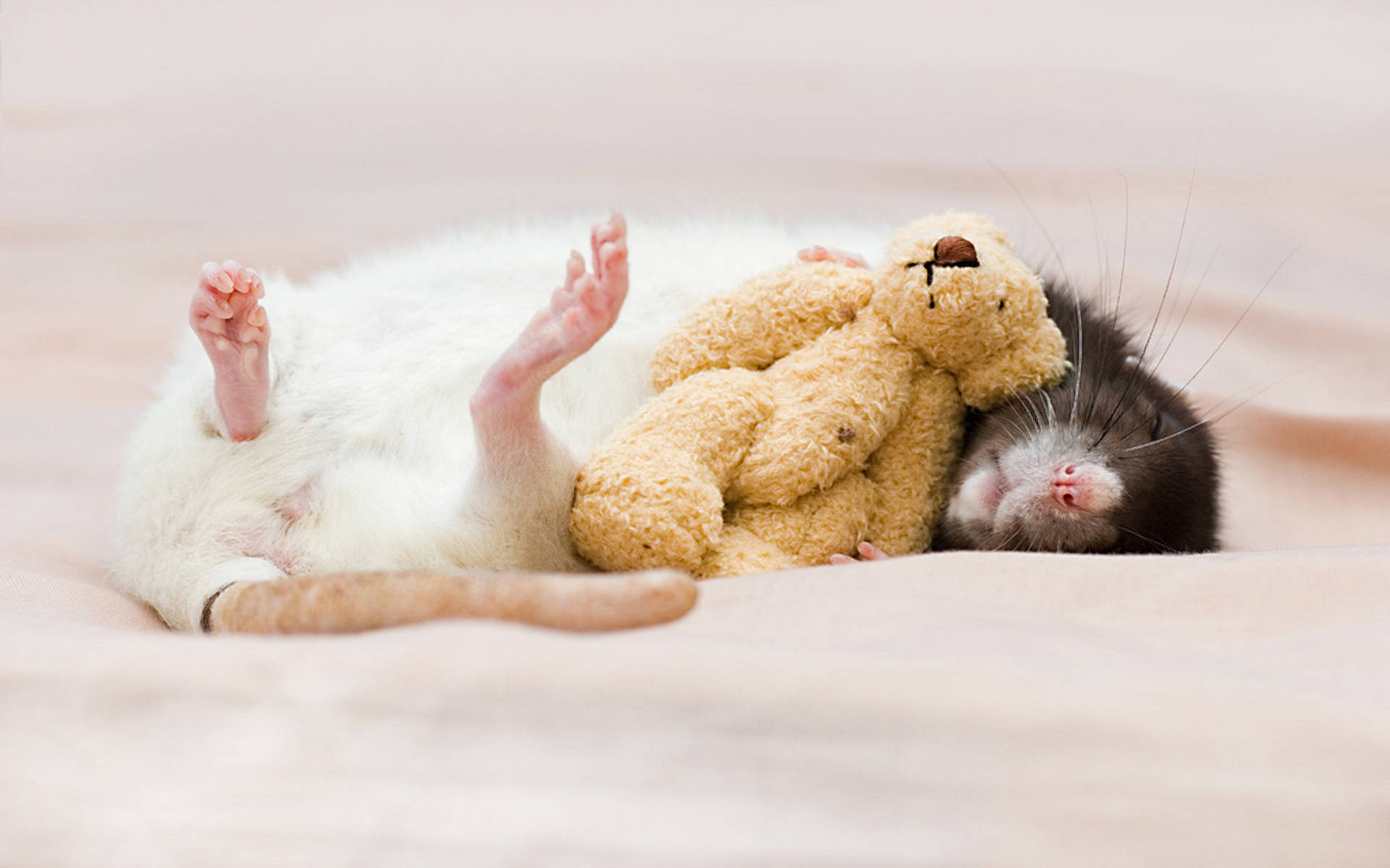 Mouse Sleeping With Teddy Bear Background