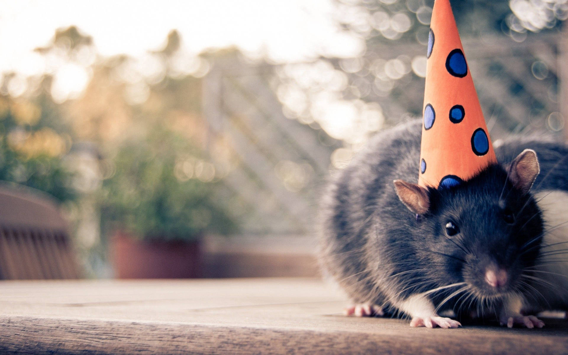 Mouse Wearing A Party Hat Background