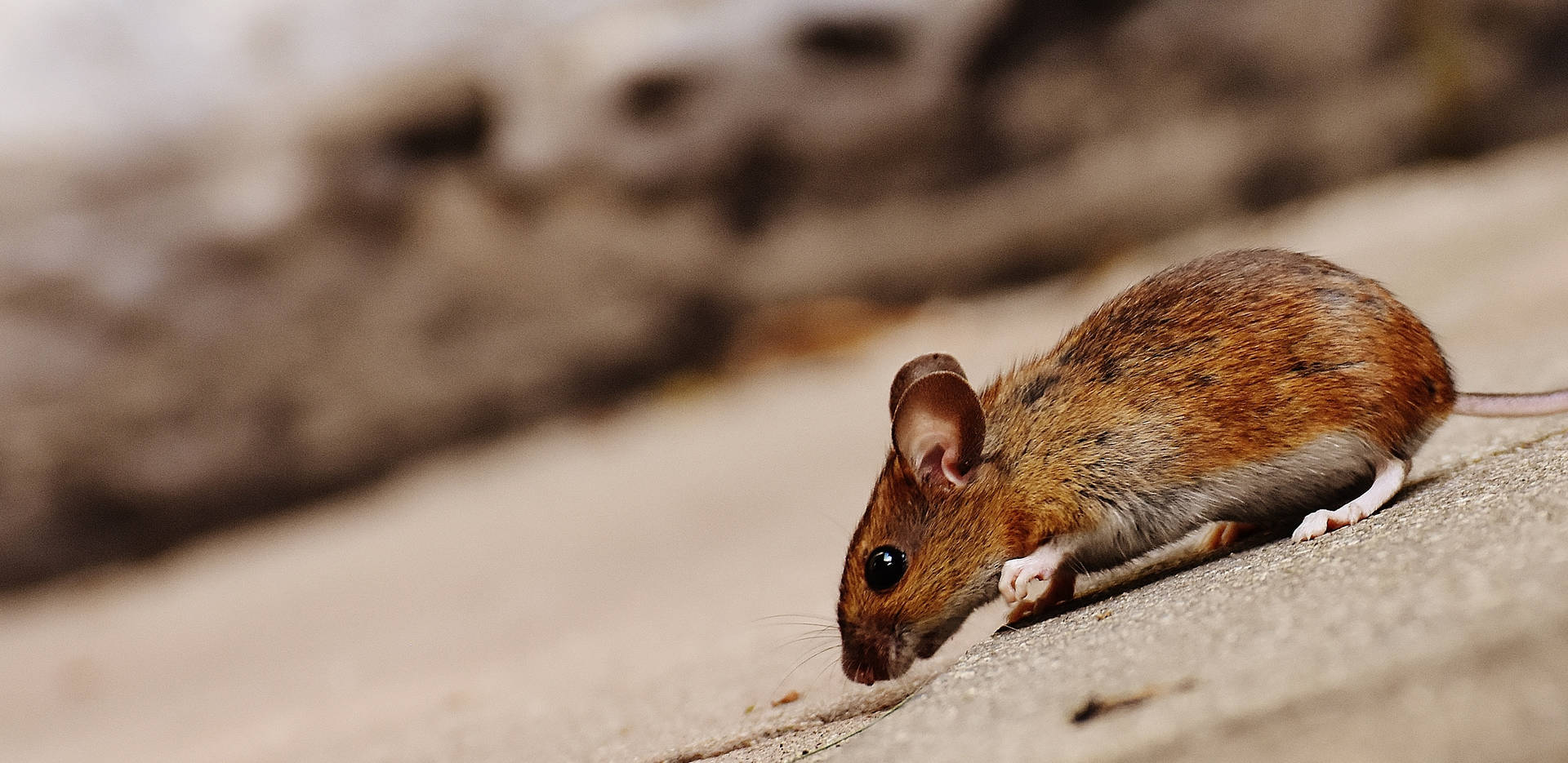Mouse With Dark Brown Fur Background