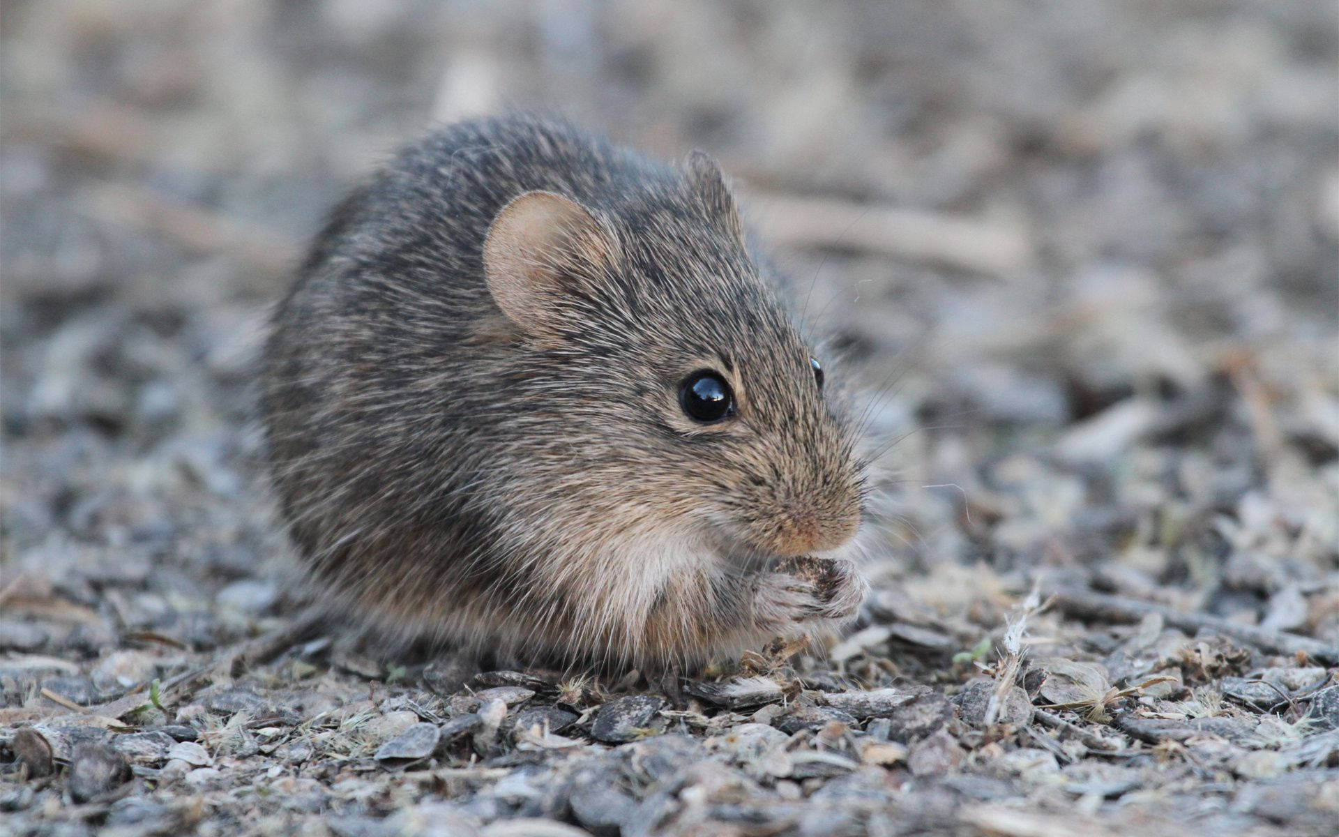 Mouse With Dark Grey Fur