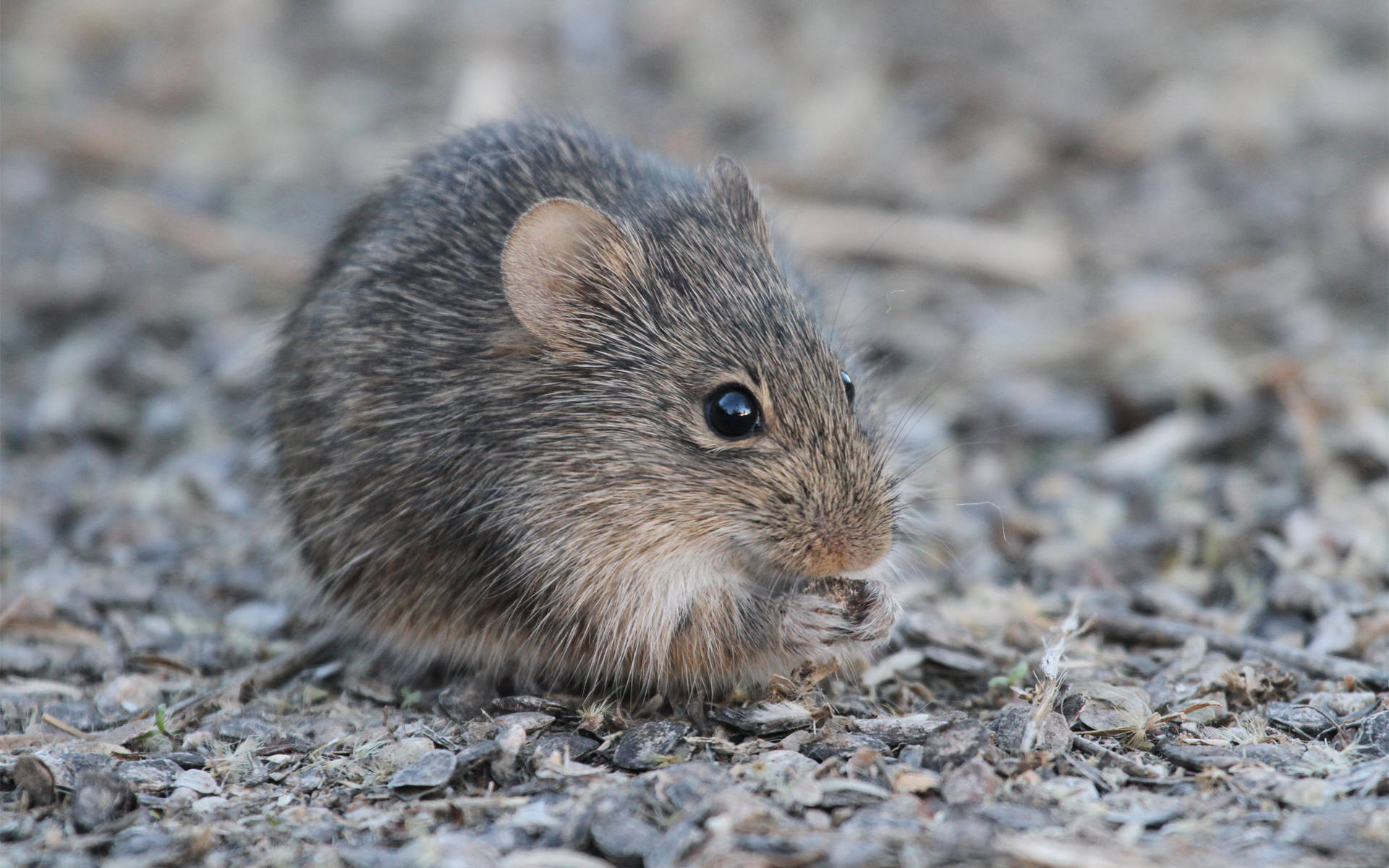 Mouse With Dark Grey Fur Background