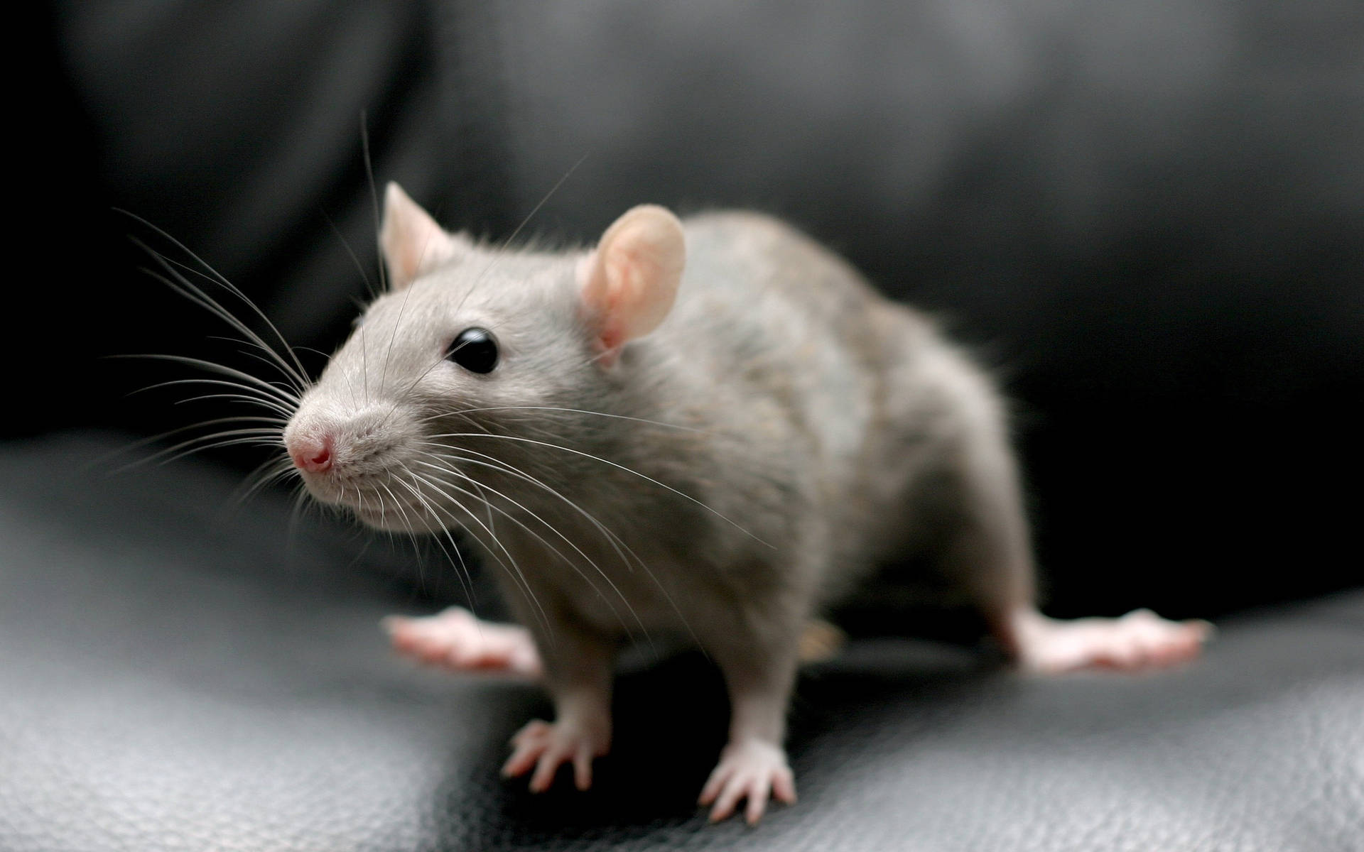 Mouse With Light Grey Fur Background