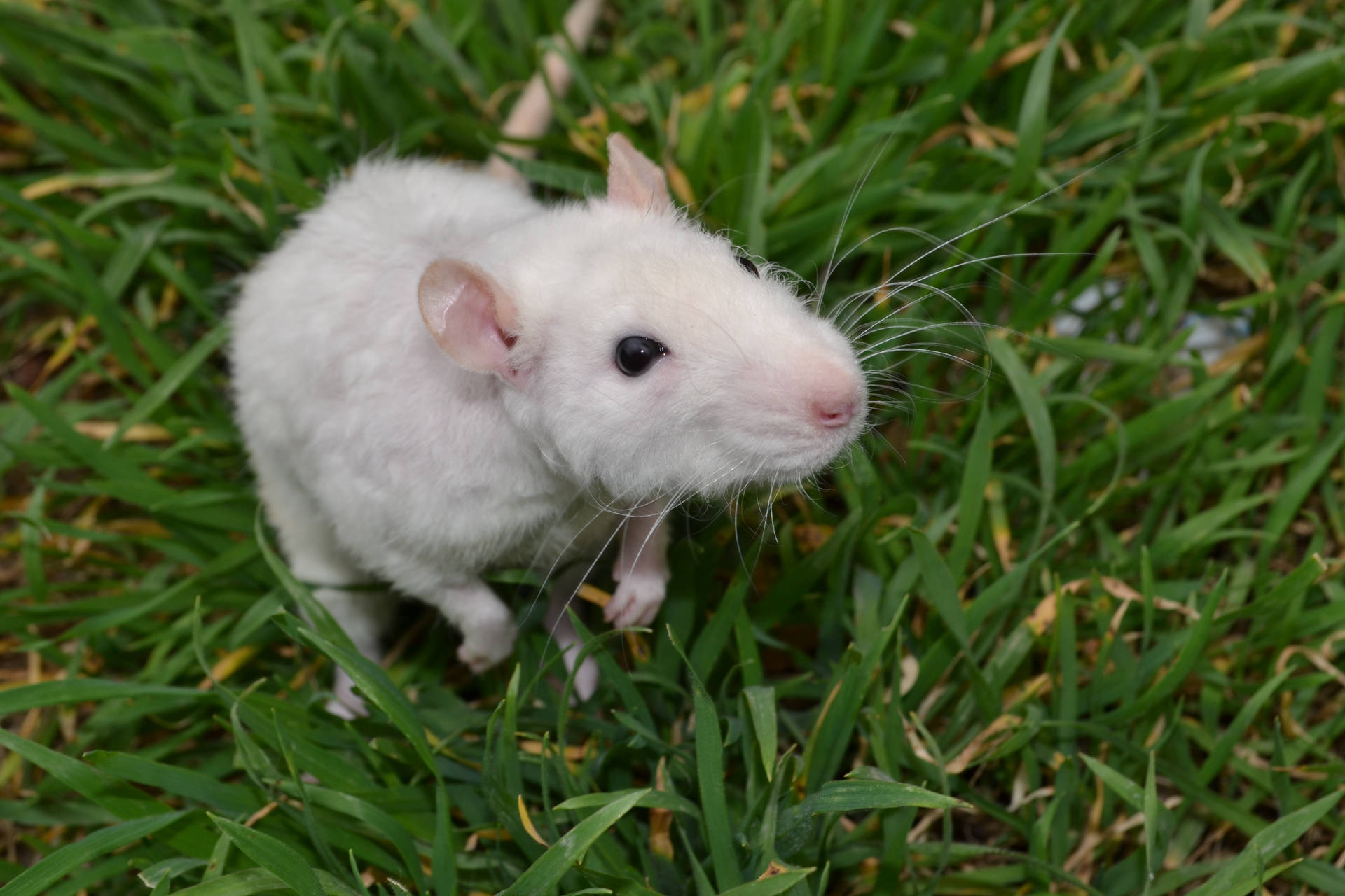 Mouse With White Fur