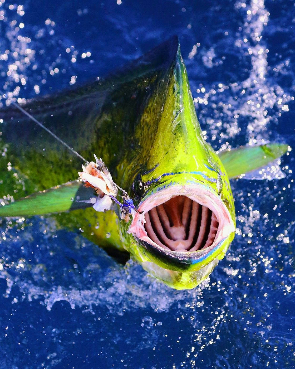 Mouth Of A Mahi-mahi Fish Background