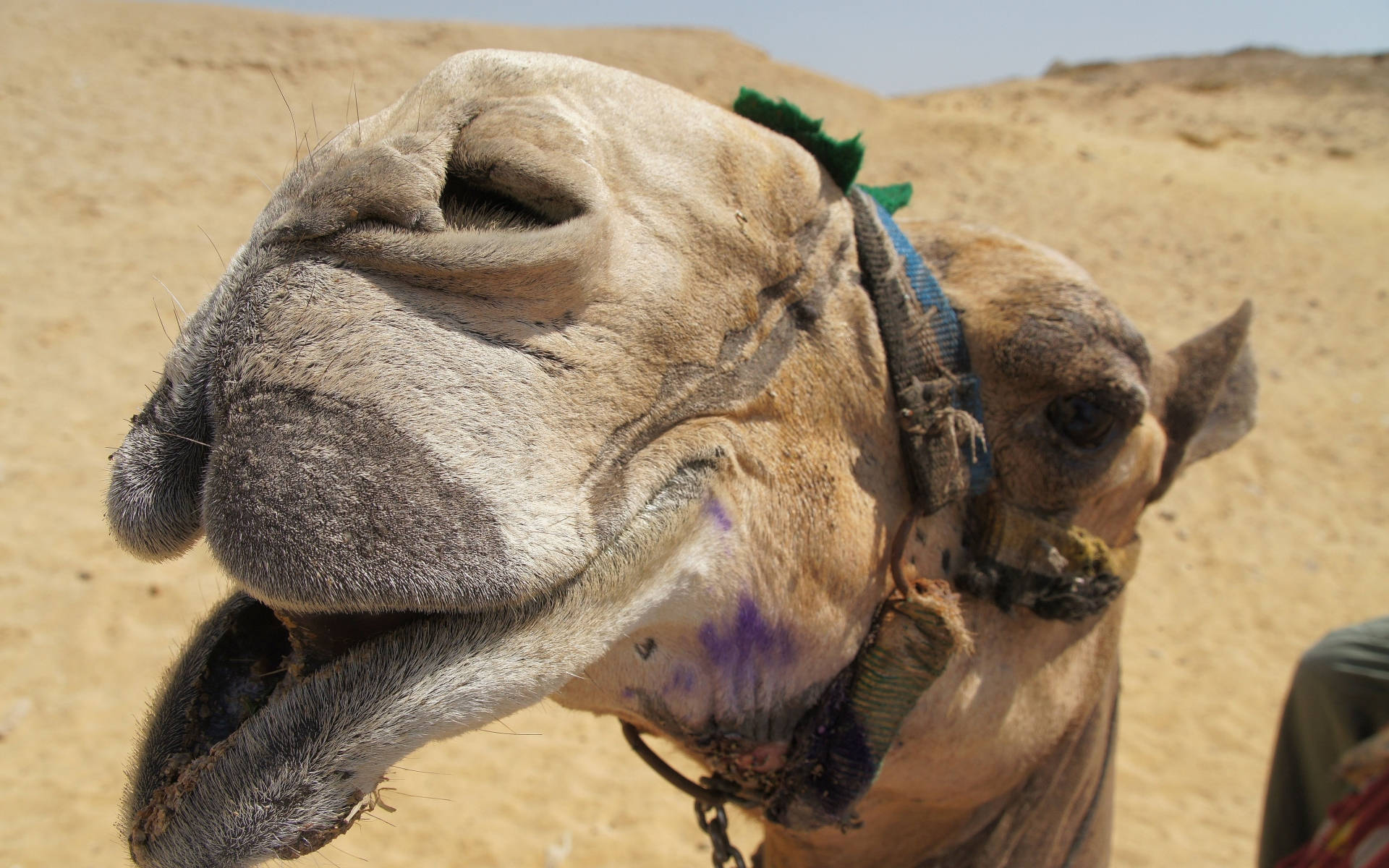 Mouth Of Camel Background