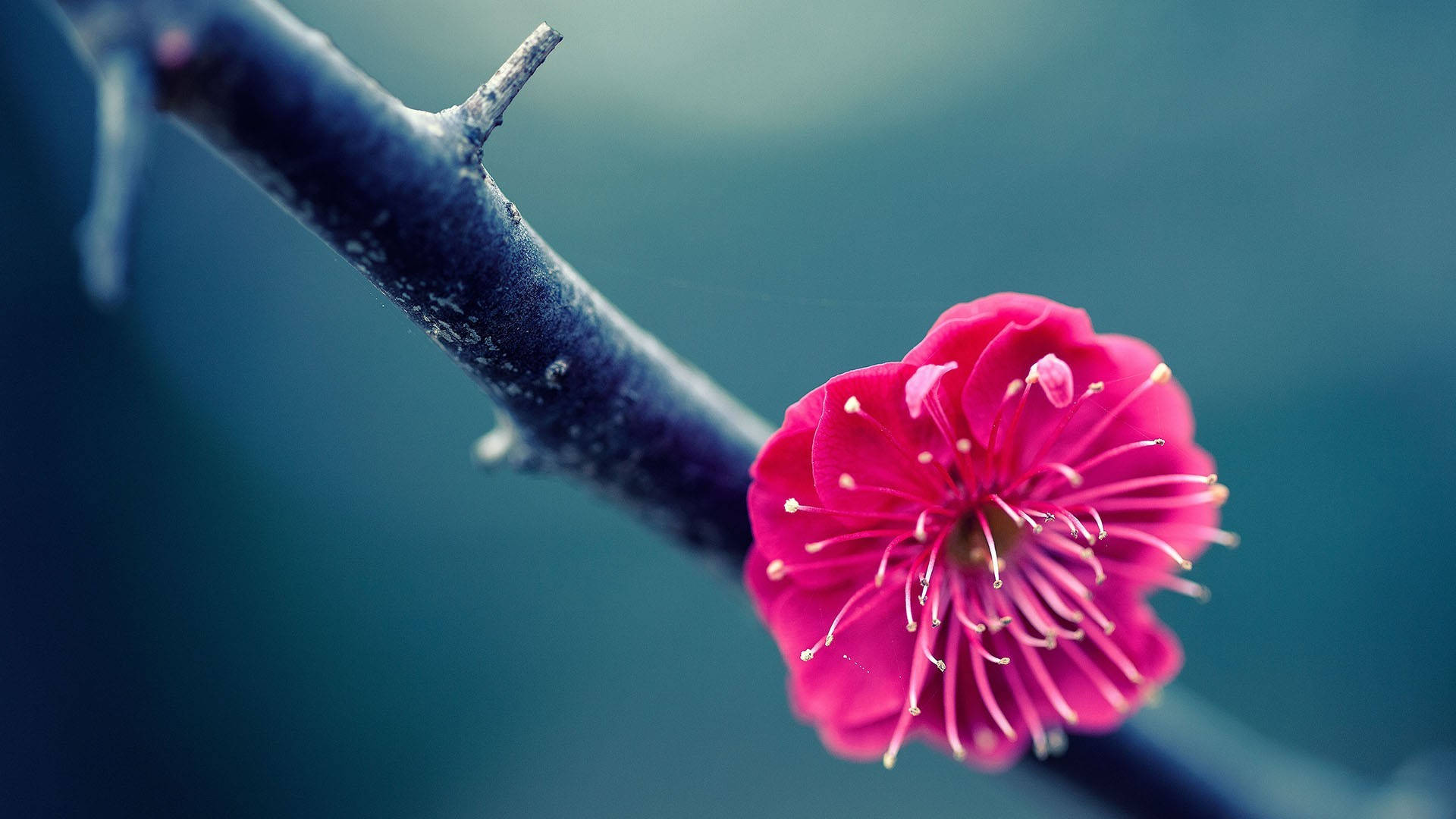 Moving Desktop Blooming Flower