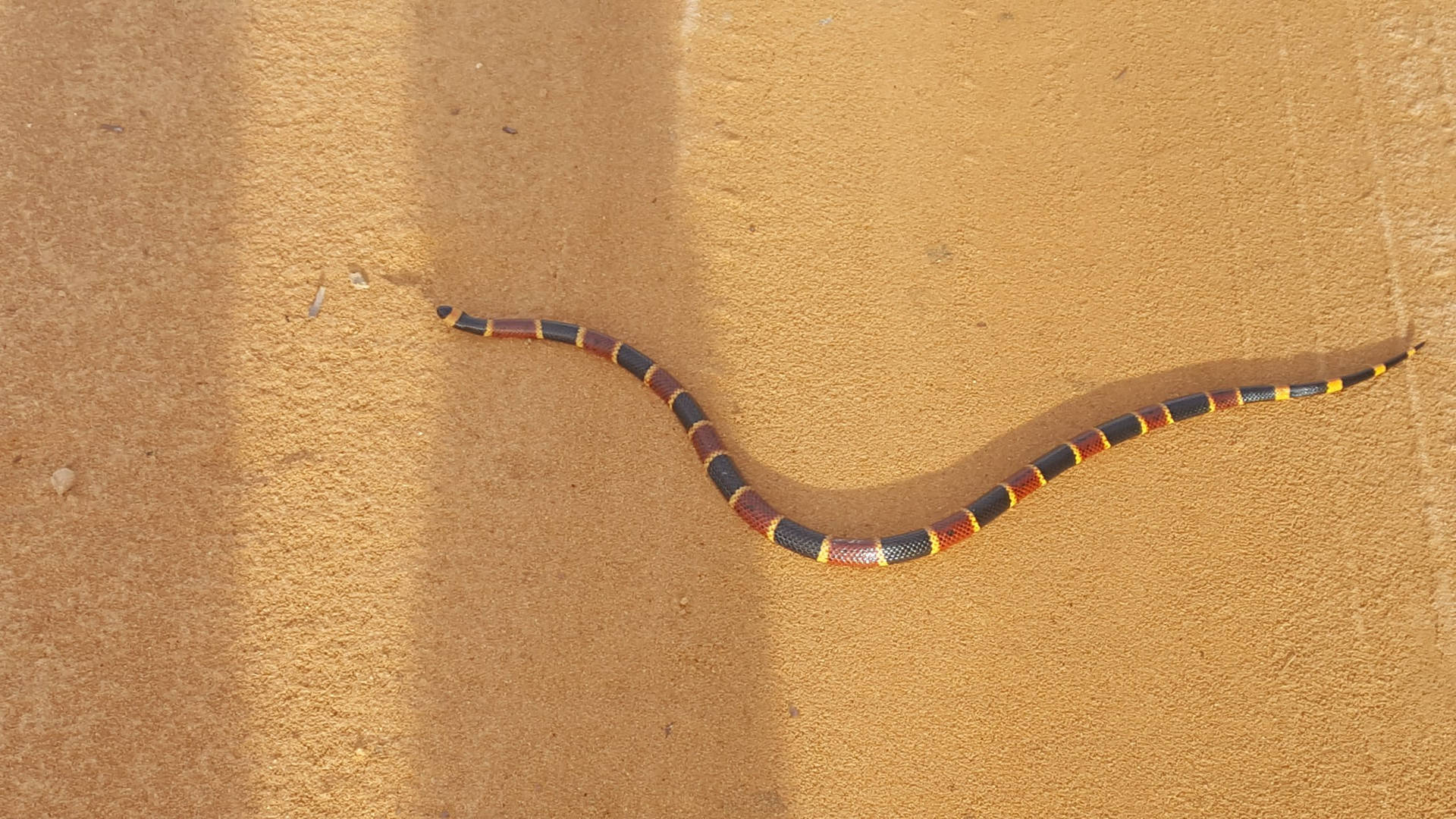 Moving Eastern Coral Snake Through Desert Background