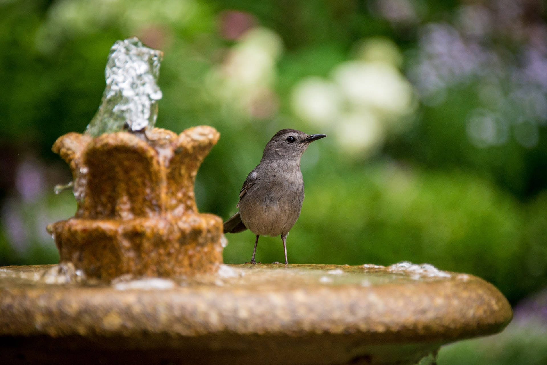 Moving Water And A Catbird Background