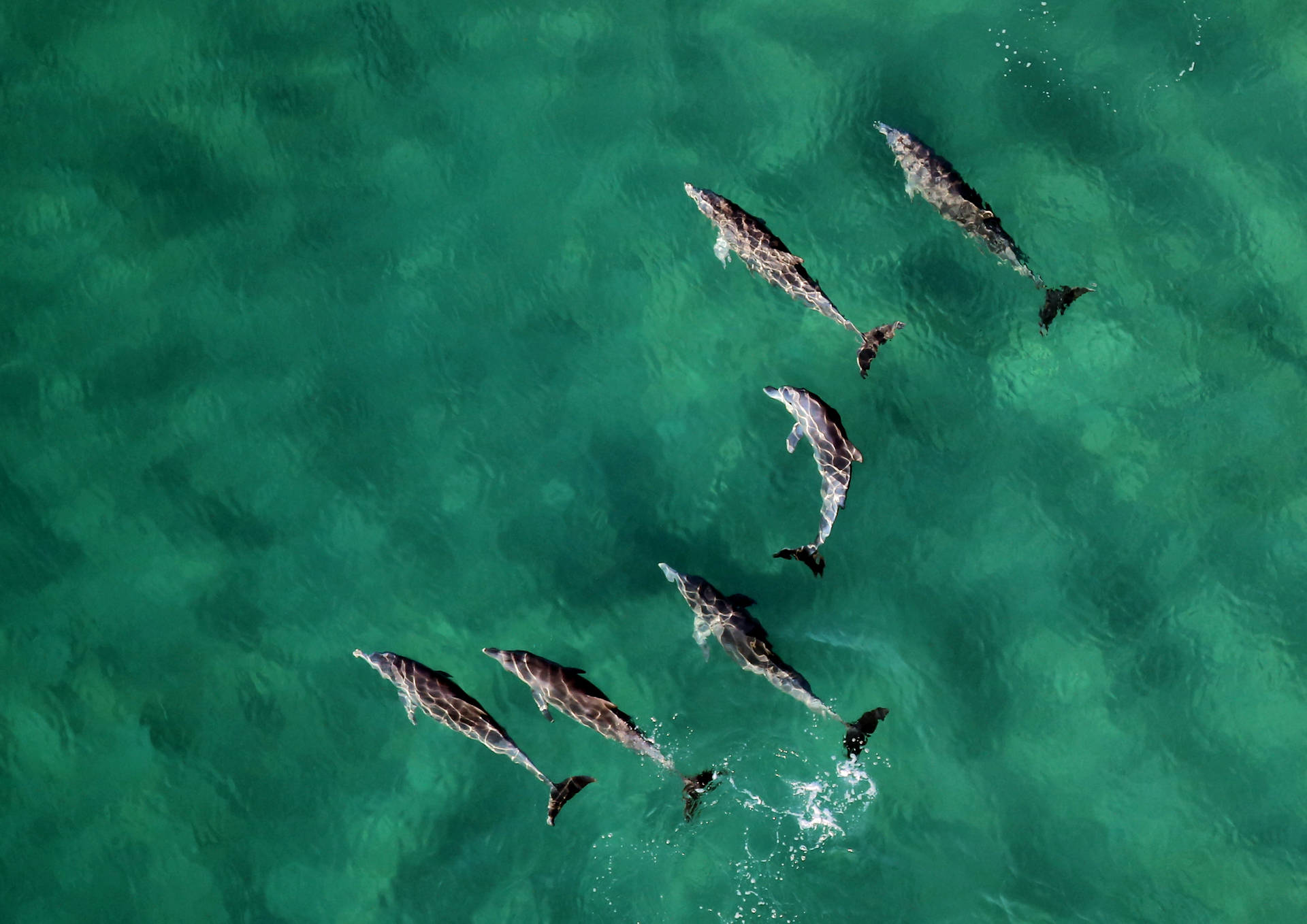 Mozambique Dolphin Pod Background