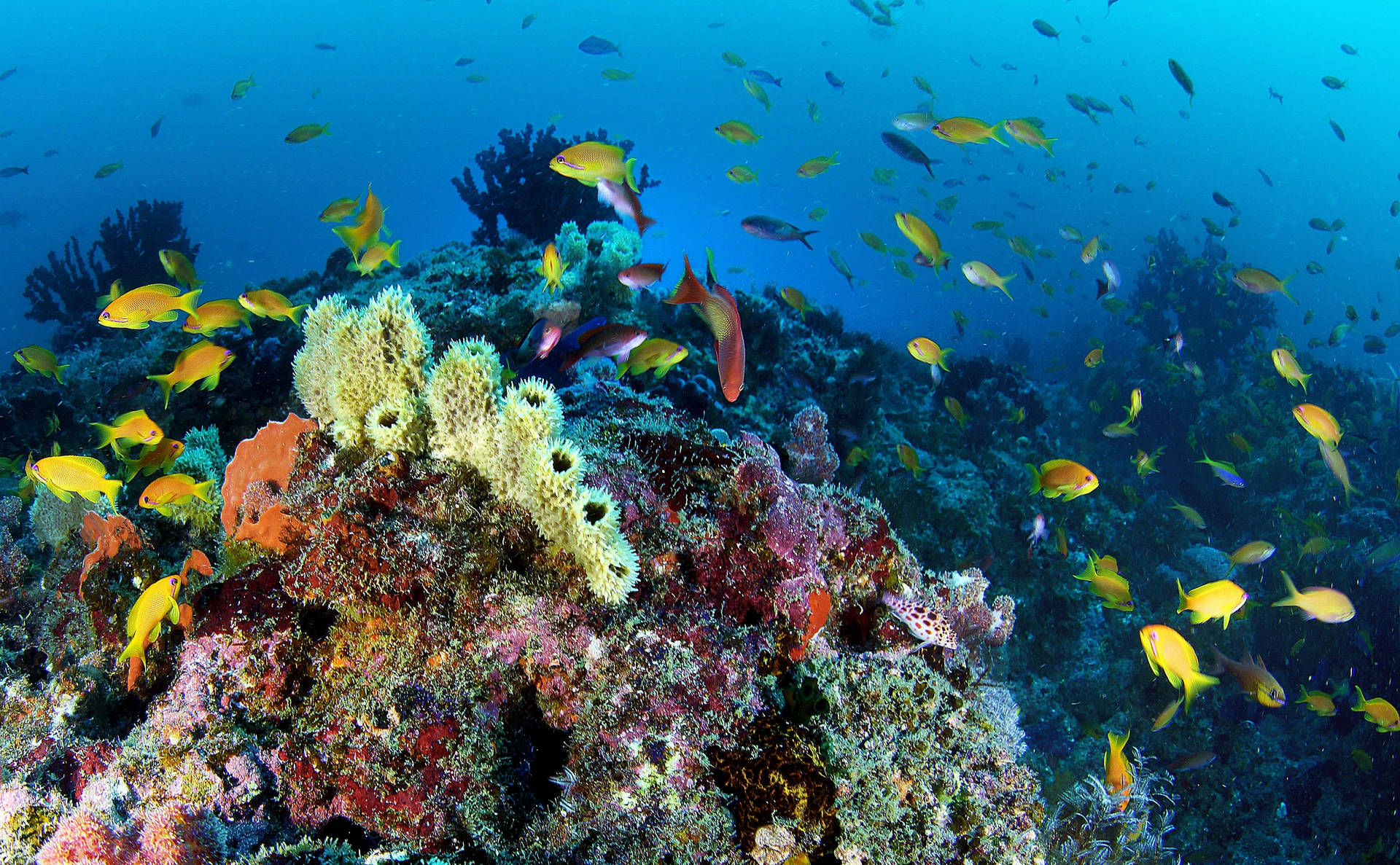 Mozambique Underwater Life Background