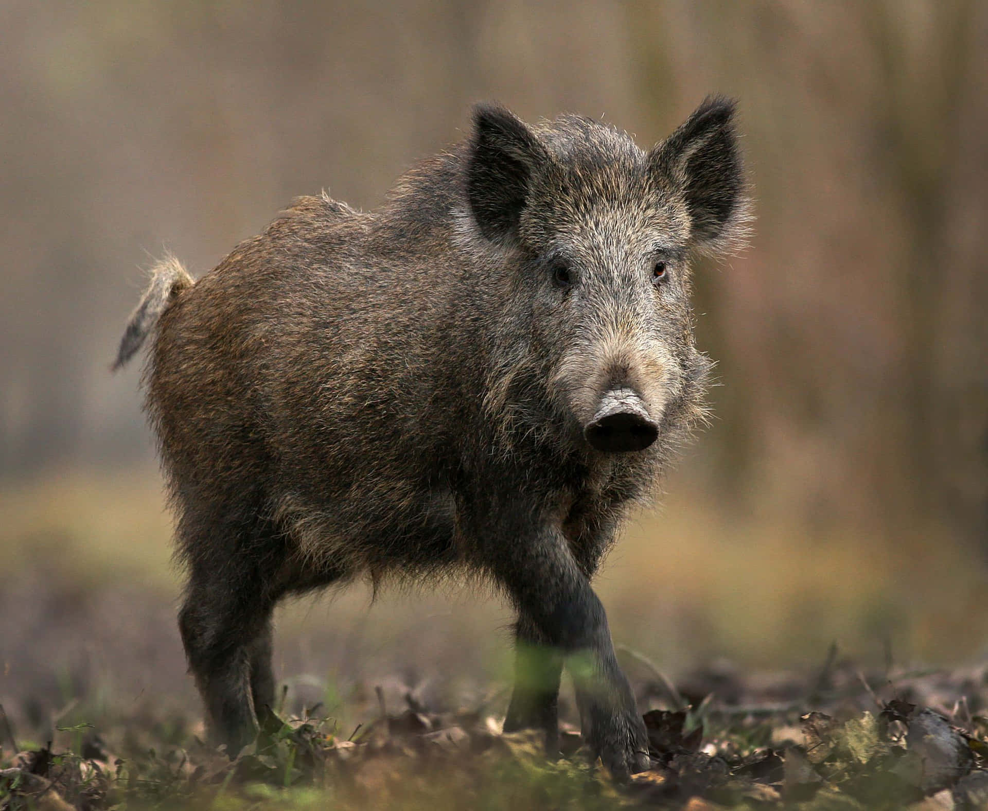 Mr. Hog Taking A Leisurely Stroll Through The Countryside