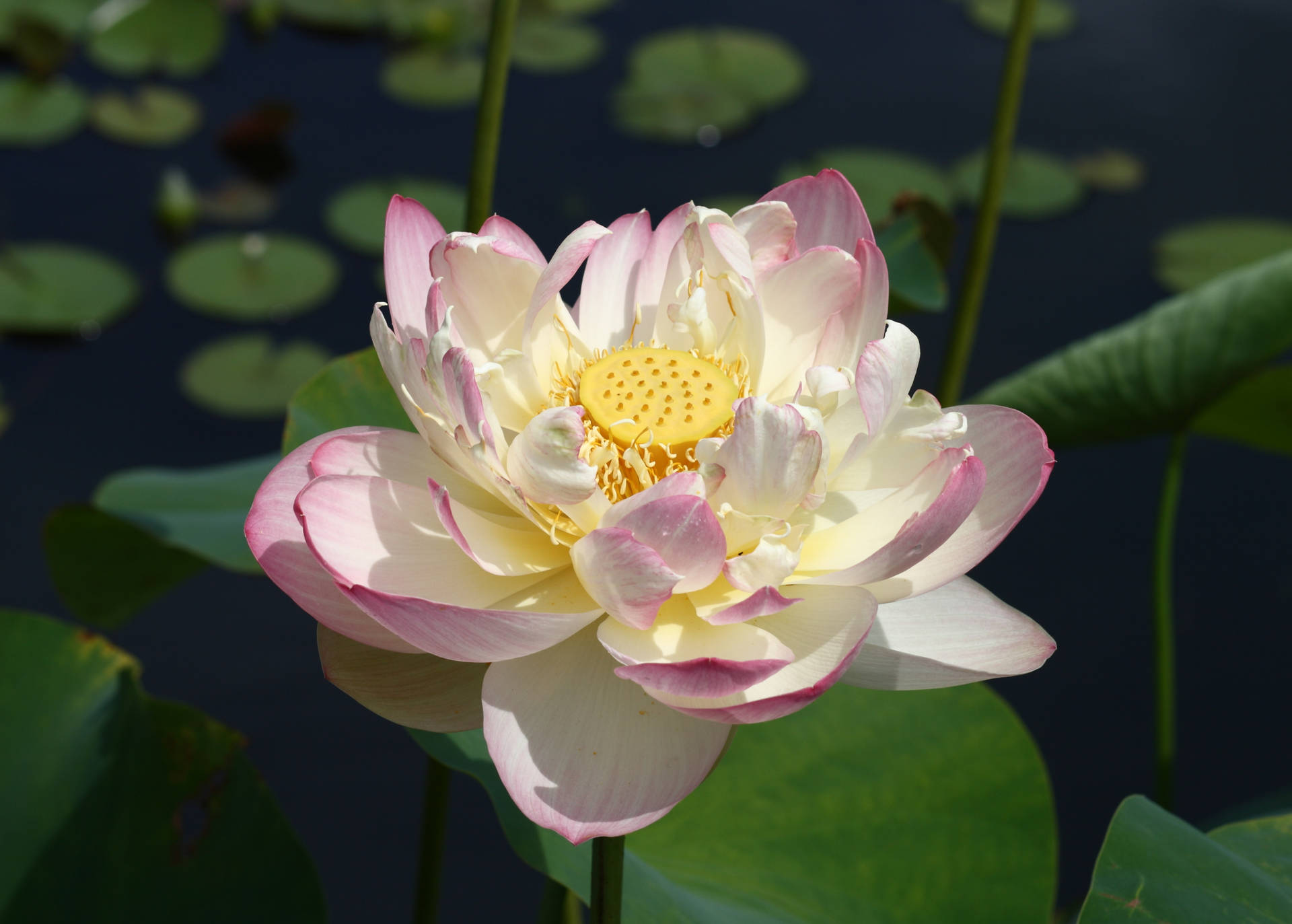 Mrs. Perry D. Slocum Lotus Flower Background