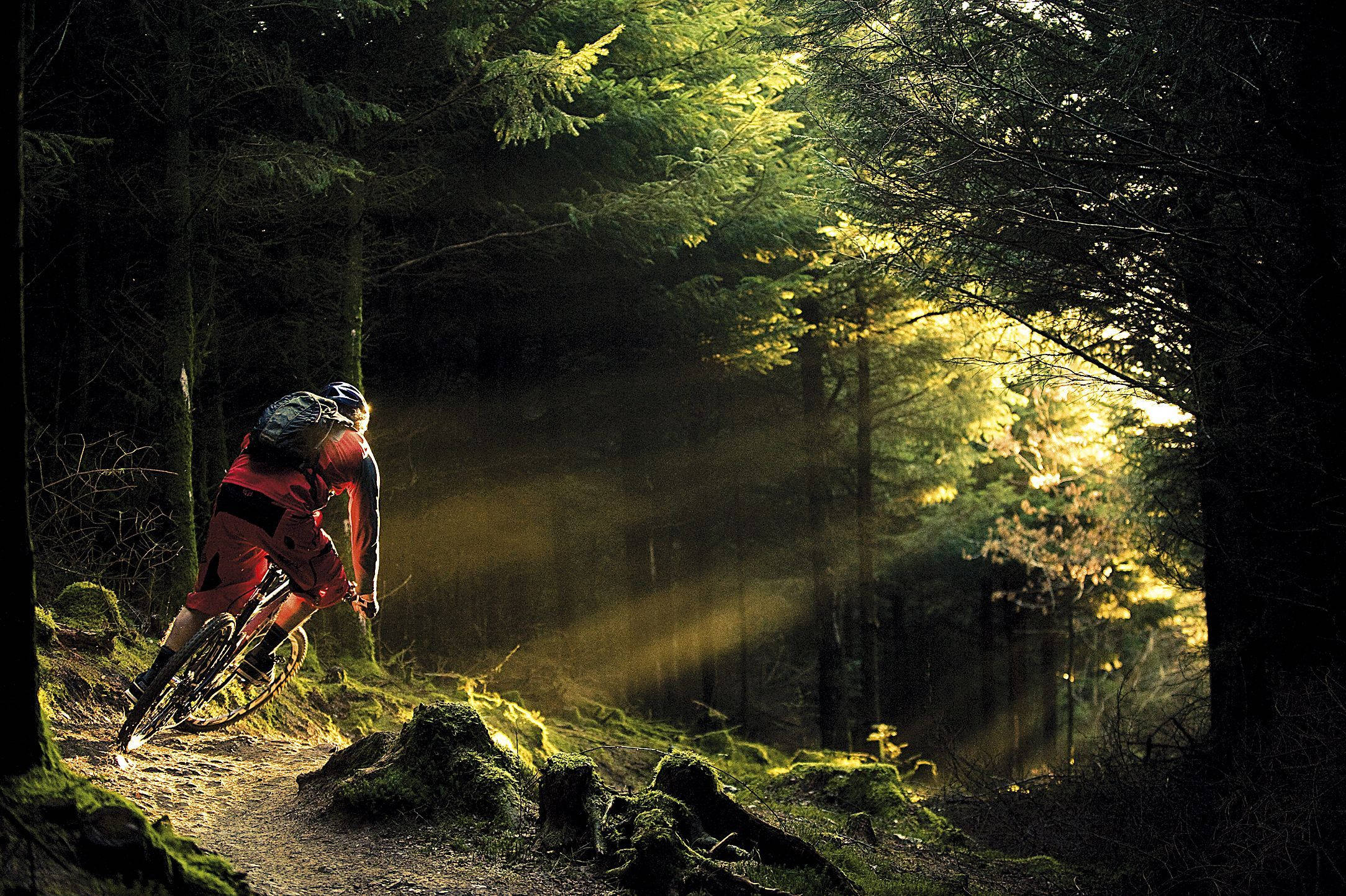Mtb Rider Forest Sunlight