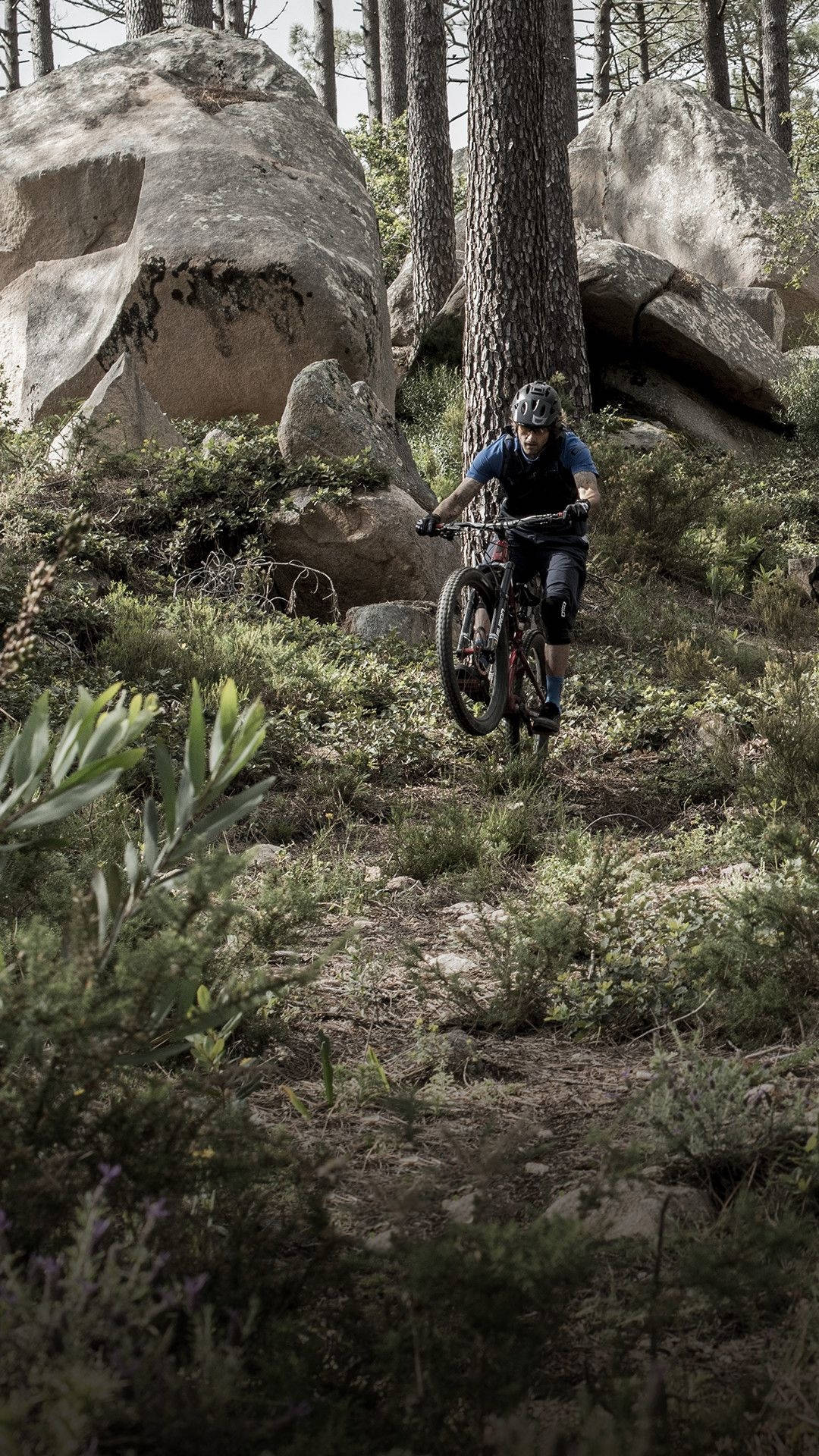 Mtb Rider In Green Forest Trail