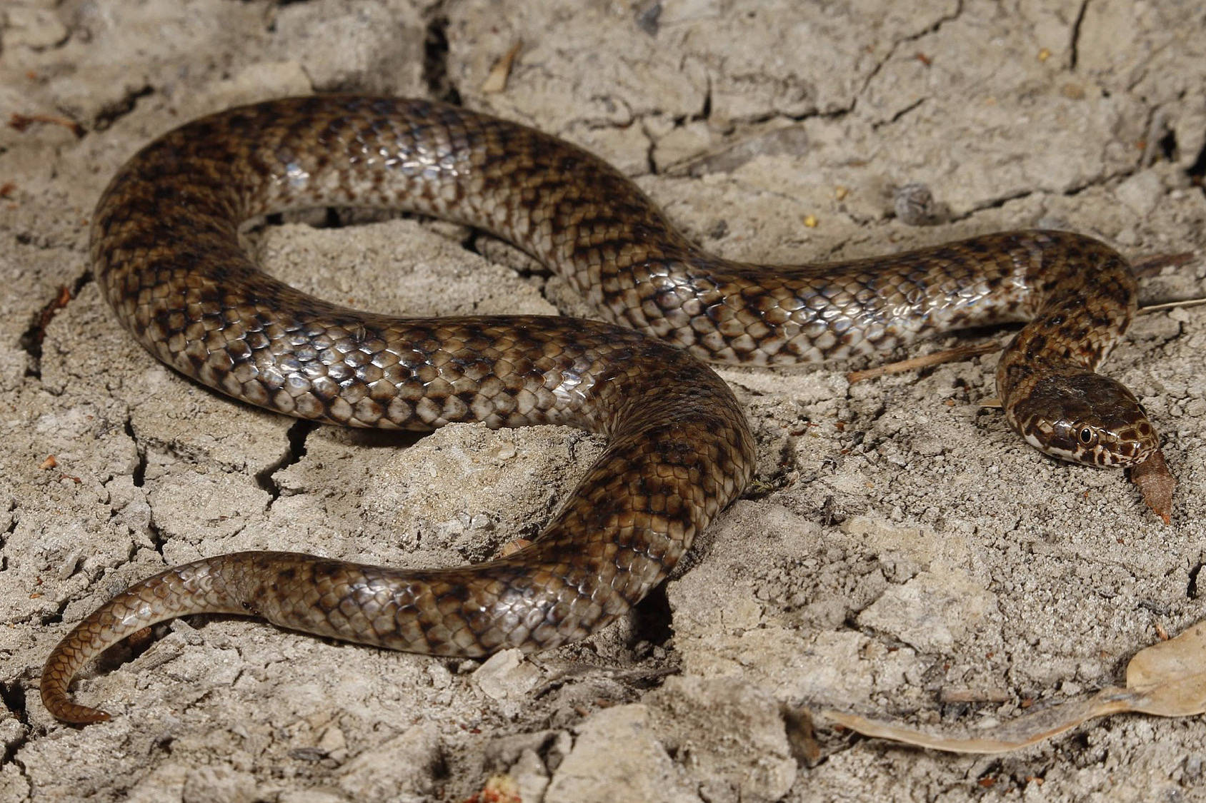 Mud Snake Banded Species Background