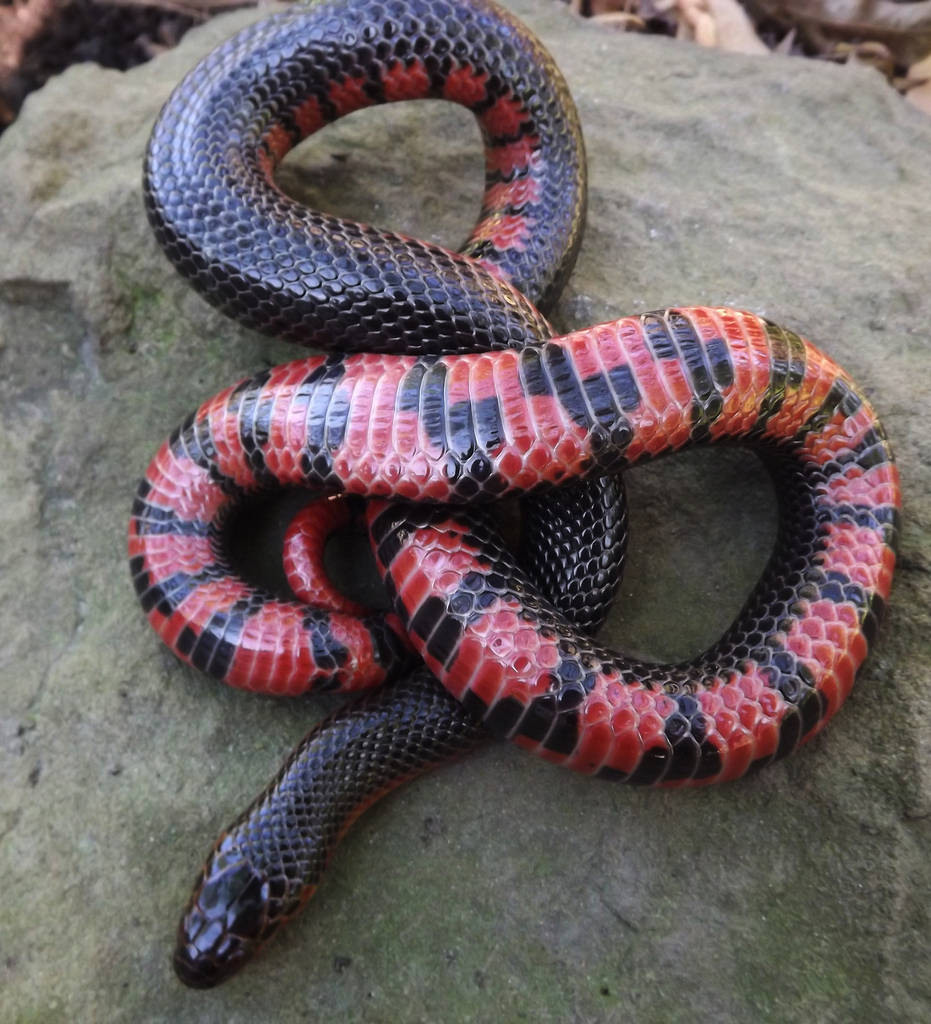 Mud Snake Basking On A Rock Background