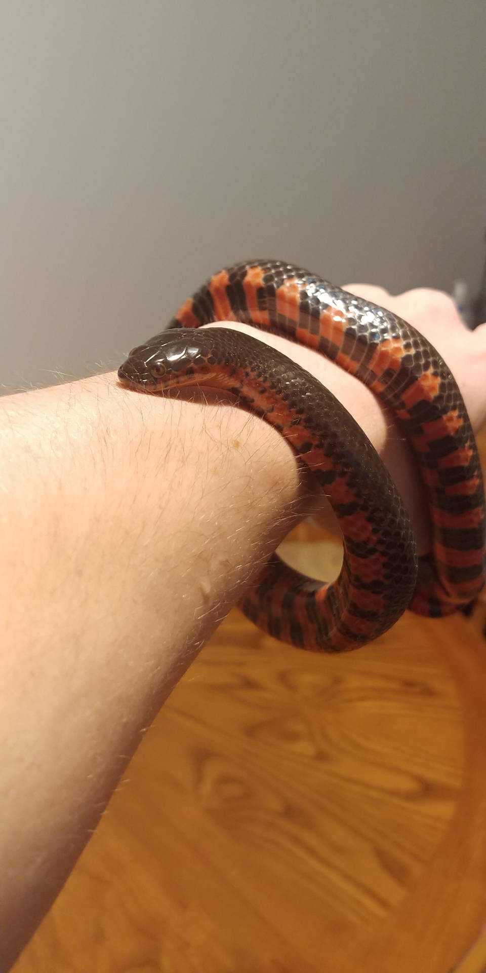 Mud Snake Coiled Around An Arm Background