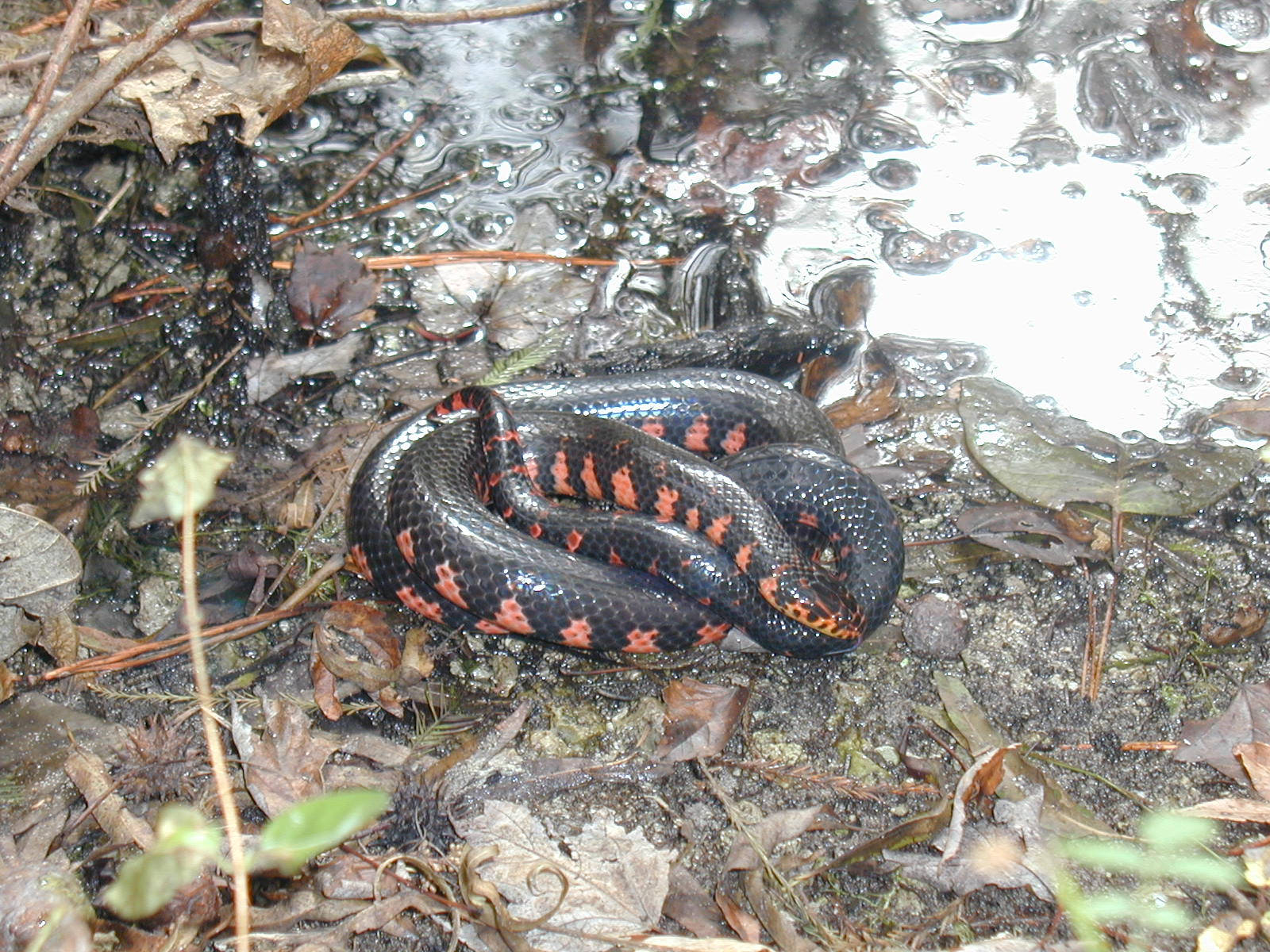 Mud Snake Coiled Beside A River Background