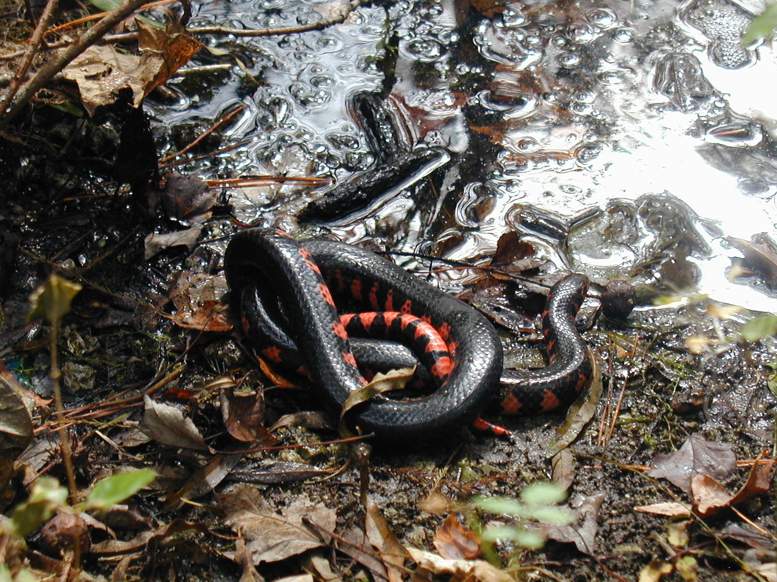 Mud Snake Cooling On A Riverside Background