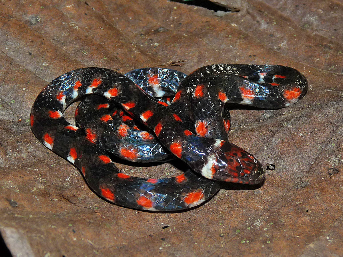 Mud Snake Curled On A Leaf Background